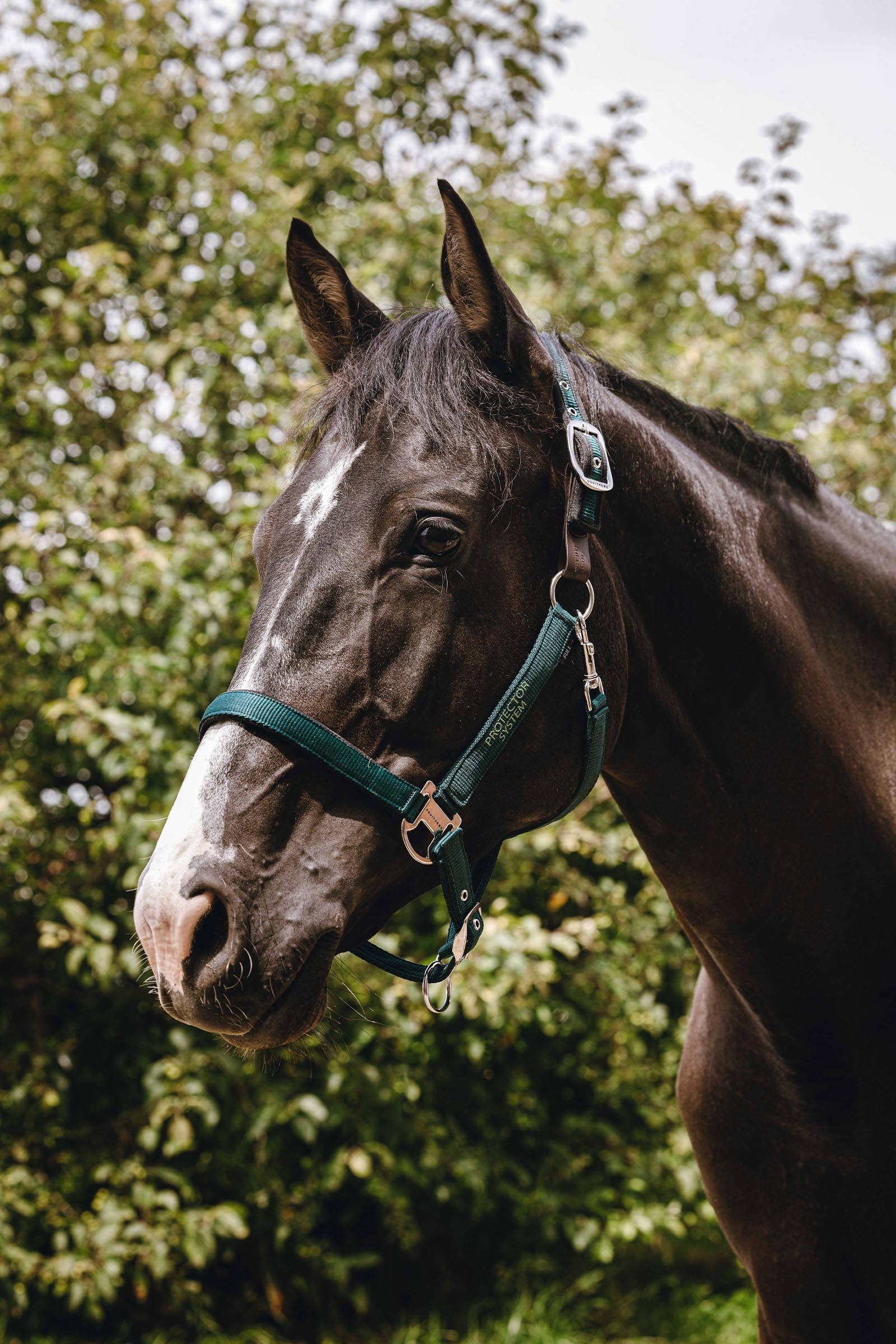 EQUITHÈME Protector Nylon Halter Halters & Leads