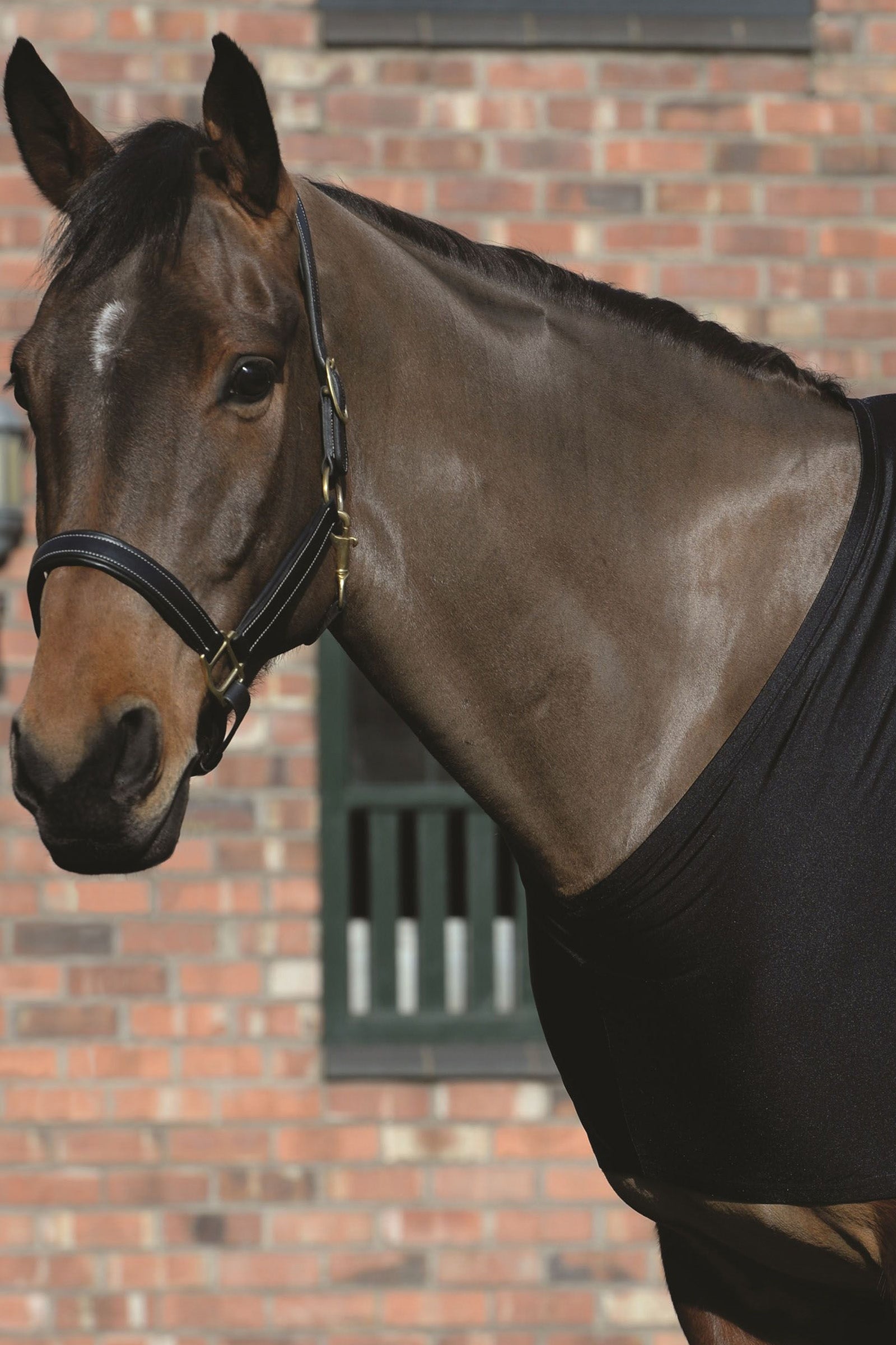 Weatherbeeta Stretch Shoulder Guard Horse Rugs