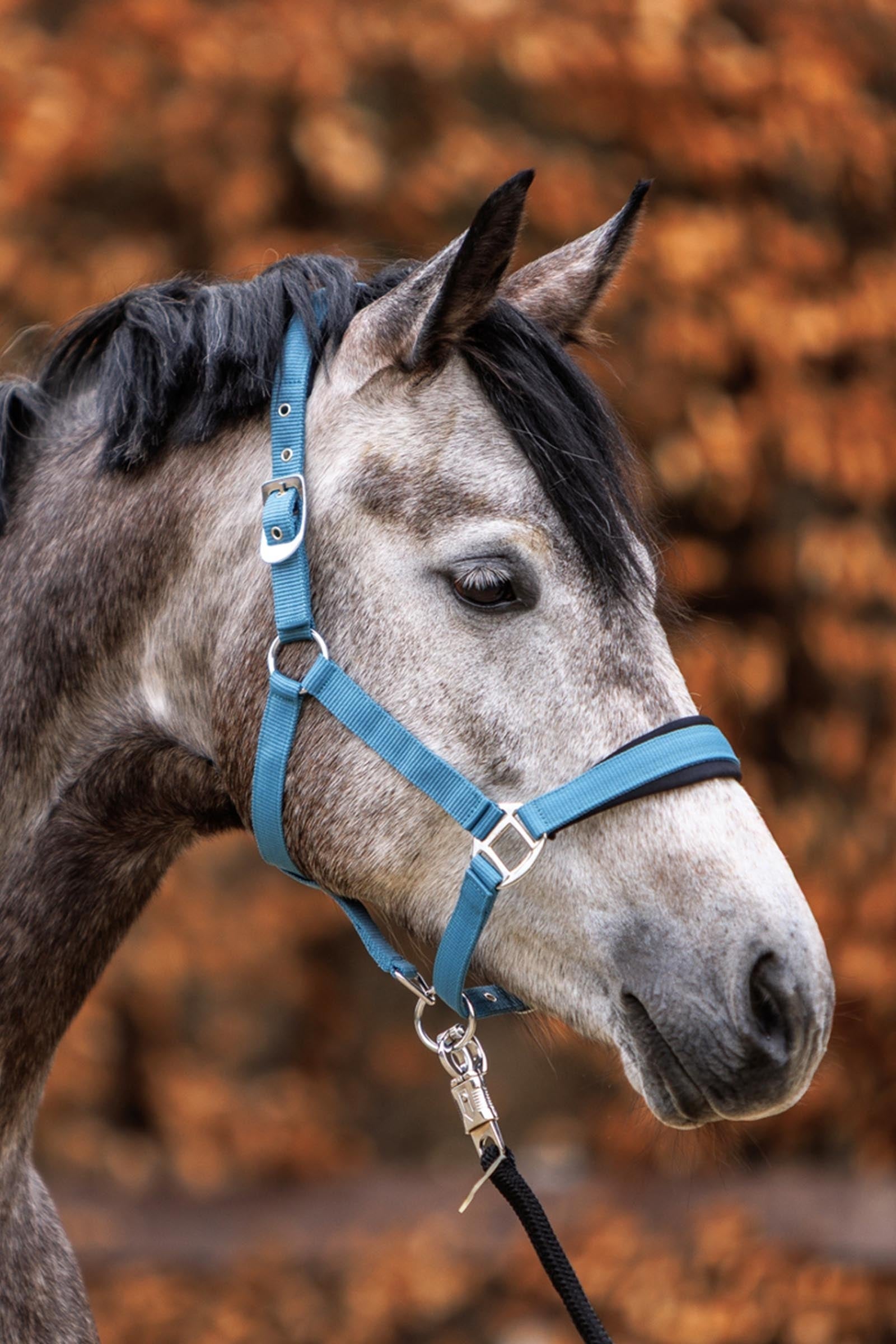 Kavalkade Classic Simple Halter Halters & Leads