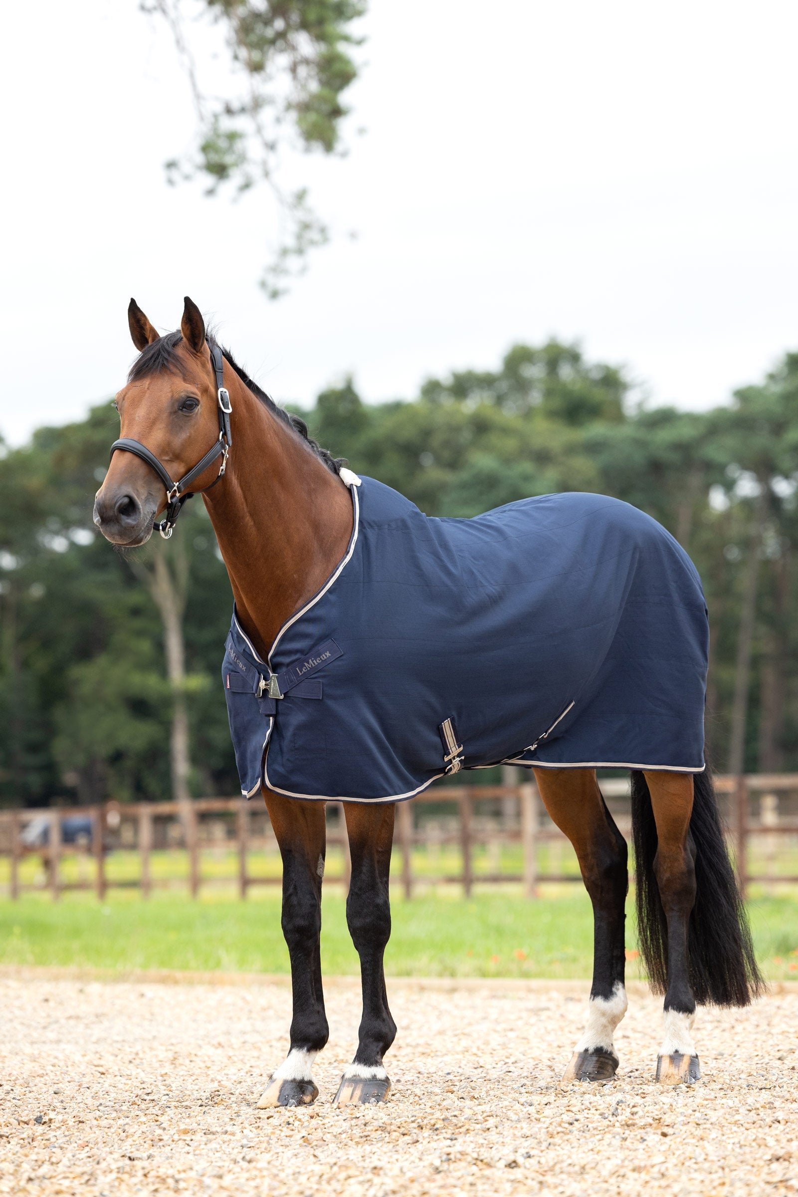 LeMieux Kudos Stable Sheet, 0g Paardendekens