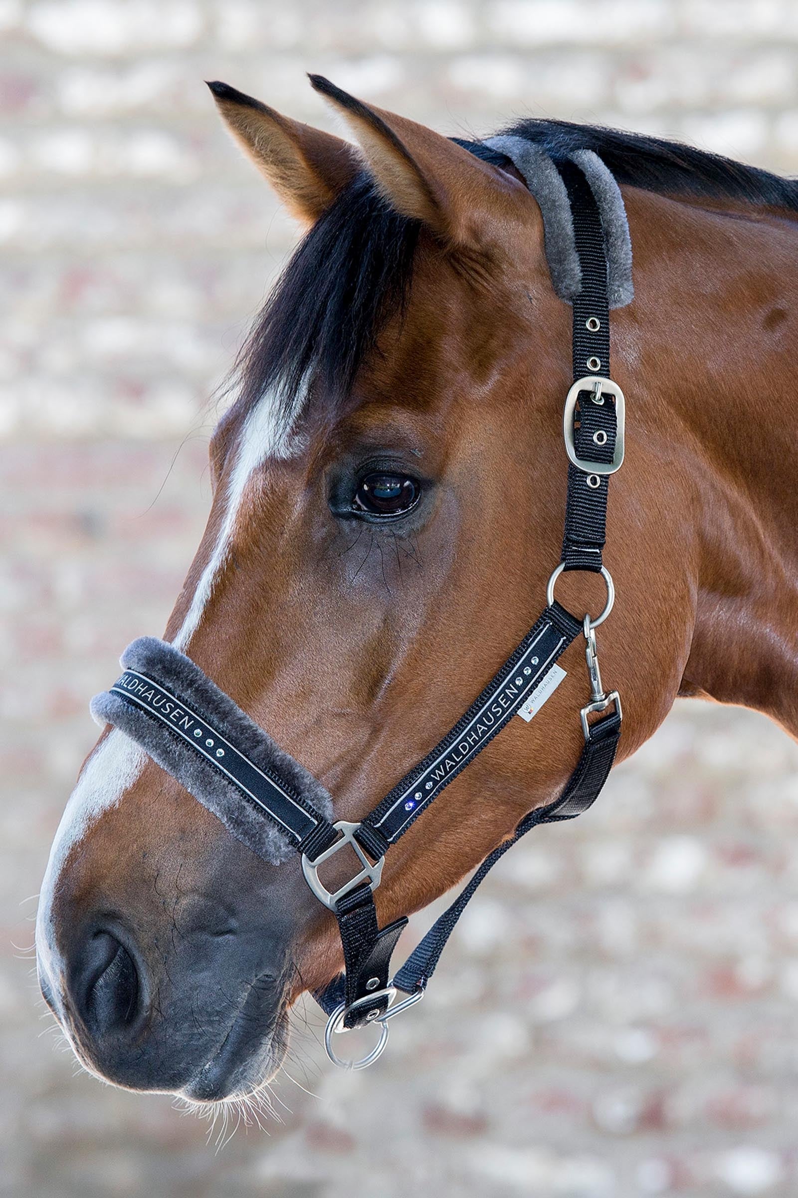 Waldhausen Elegant Halter Halters & Leads