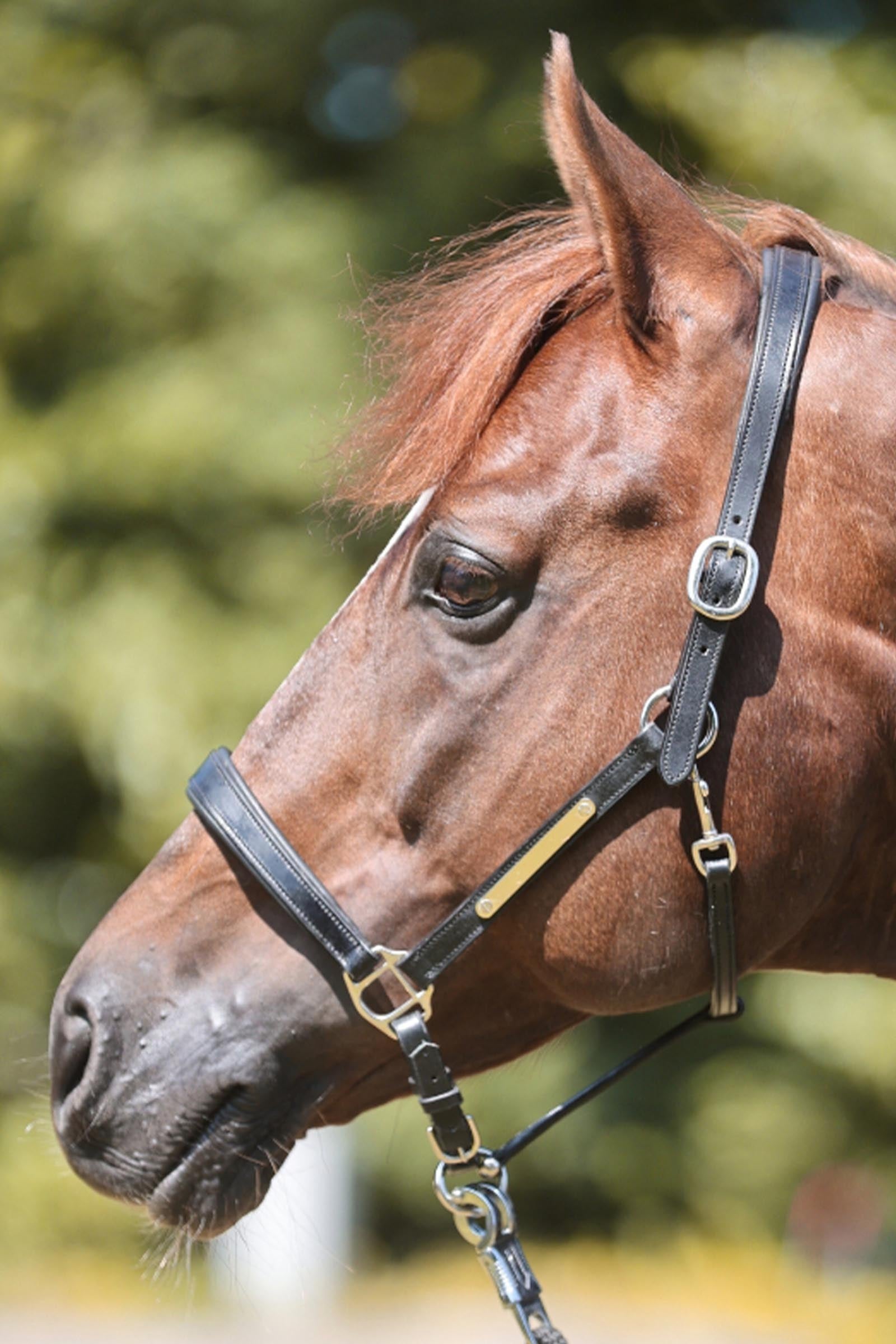 Kavalkade Bennet Leather Halter Halters & Leads