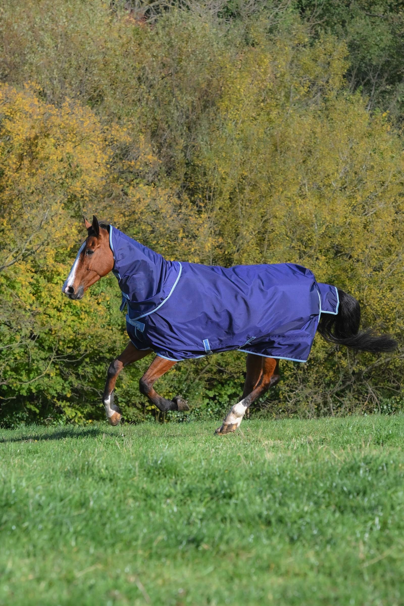Bucas Atlantic Exclusive Rug & Neck, 150 g Paardendekens