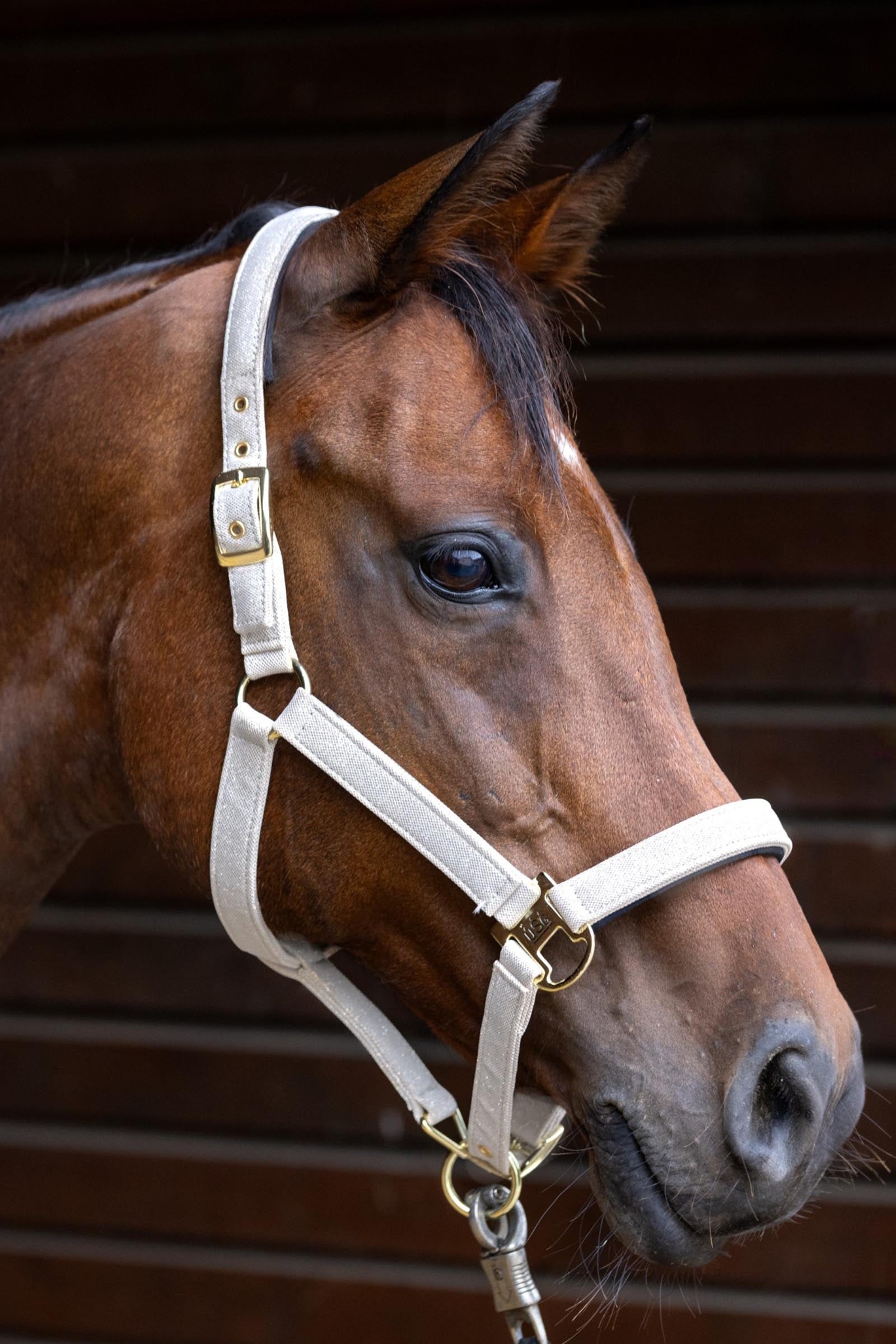 USG Onyx Softly Padded Halter Halters & Leads