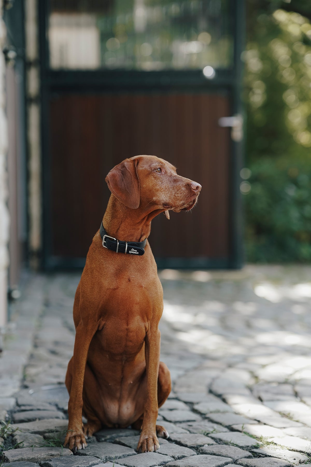 Eskadron Hunter x ESKADRON SPARK Dog Collar Dog Accesories
