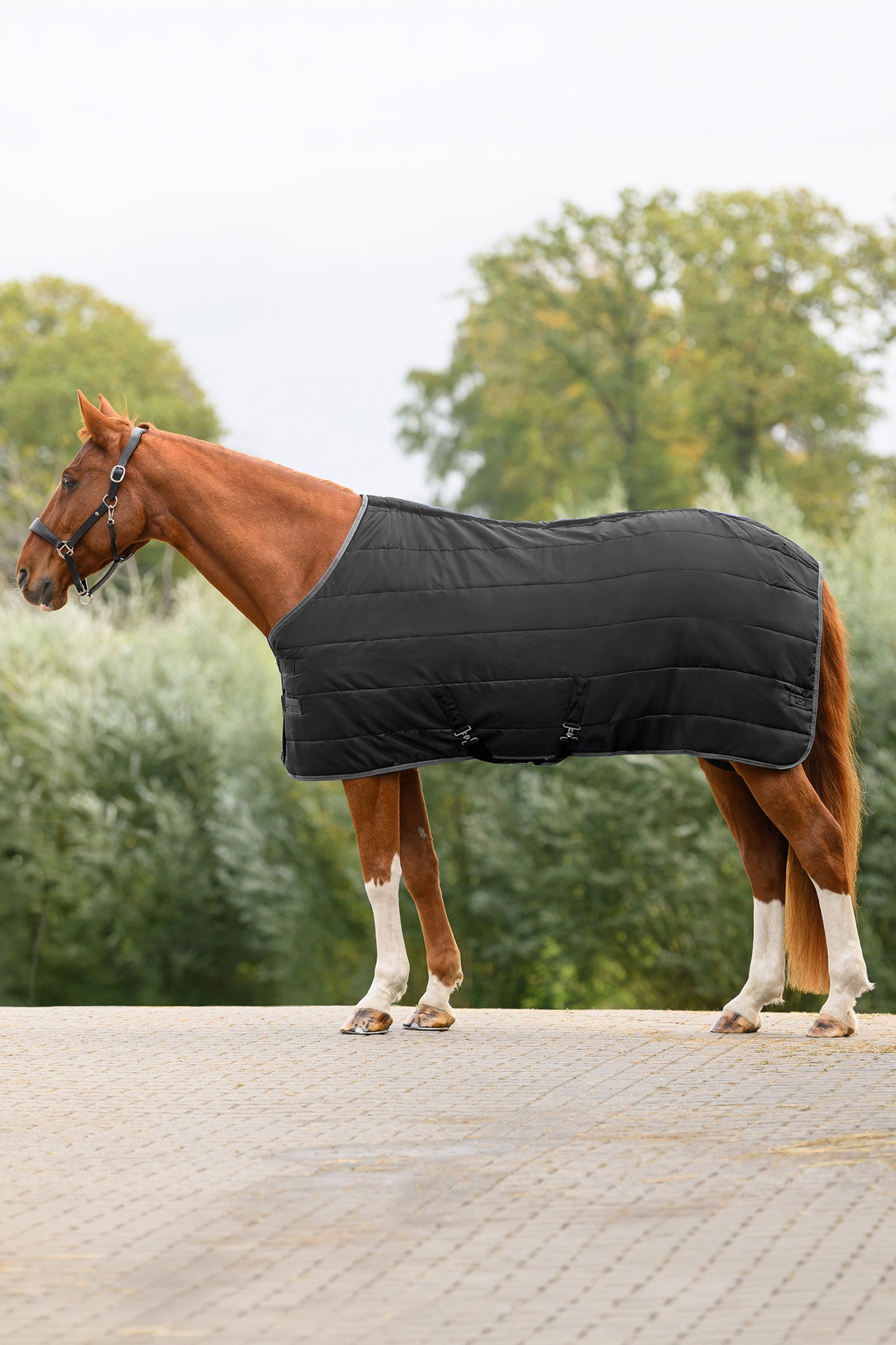 Waldhausen ECONOMIC staldeken, 100g Paardendekens