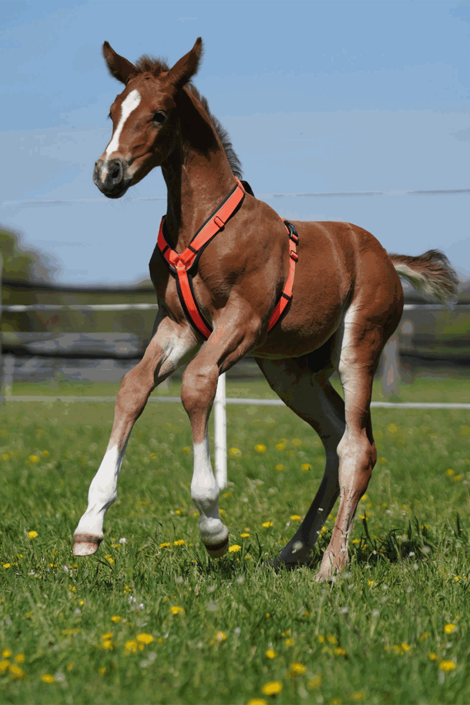 Sprenger Foal Harness Halters & Leads