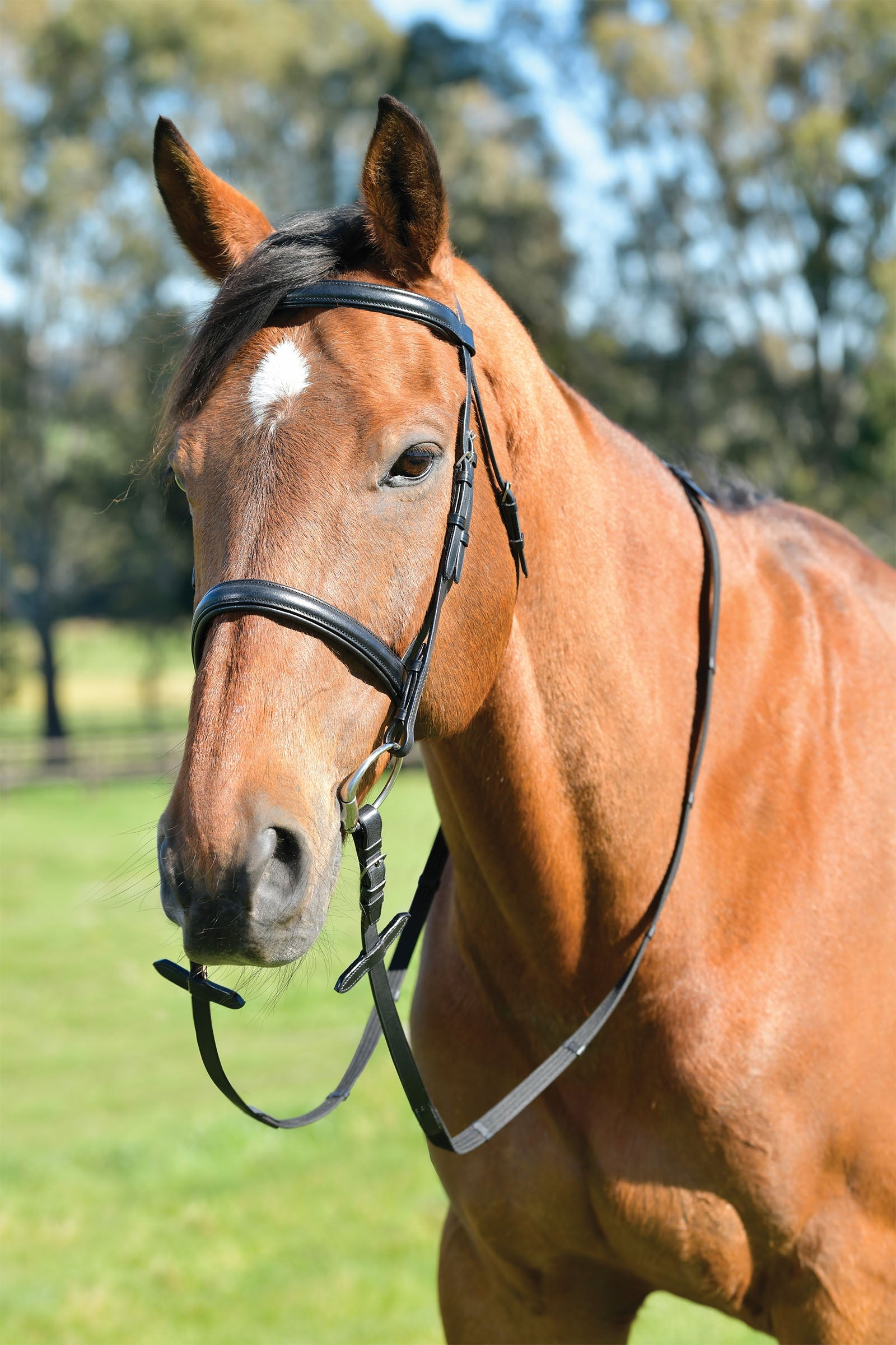 Kincade Classic eenvoudig verhoogd hoofdstel met Engels neusriem en teugels Longeren & Longeerhulp