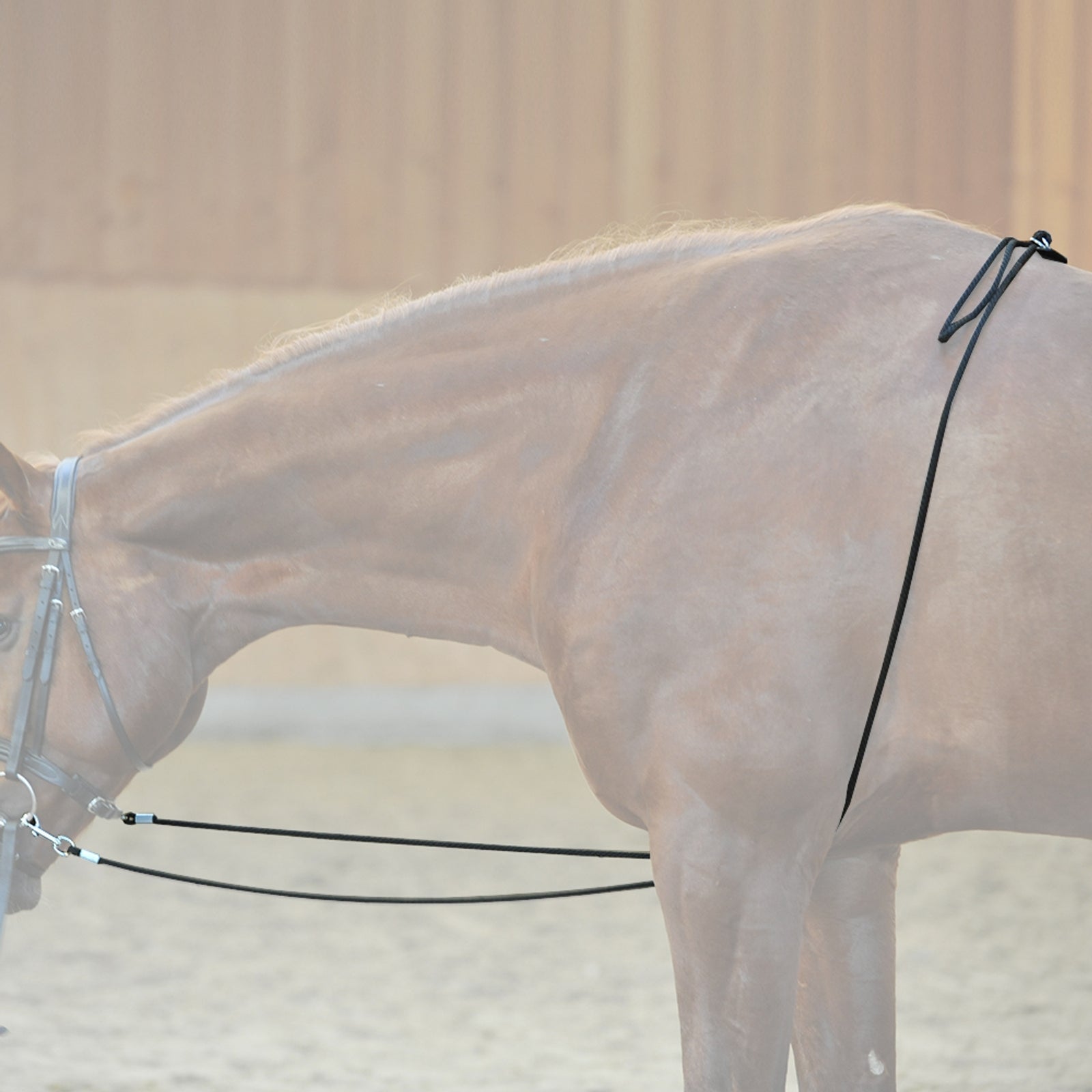 Kavalkade HO longeerhulp Longeren & Longeerhulp