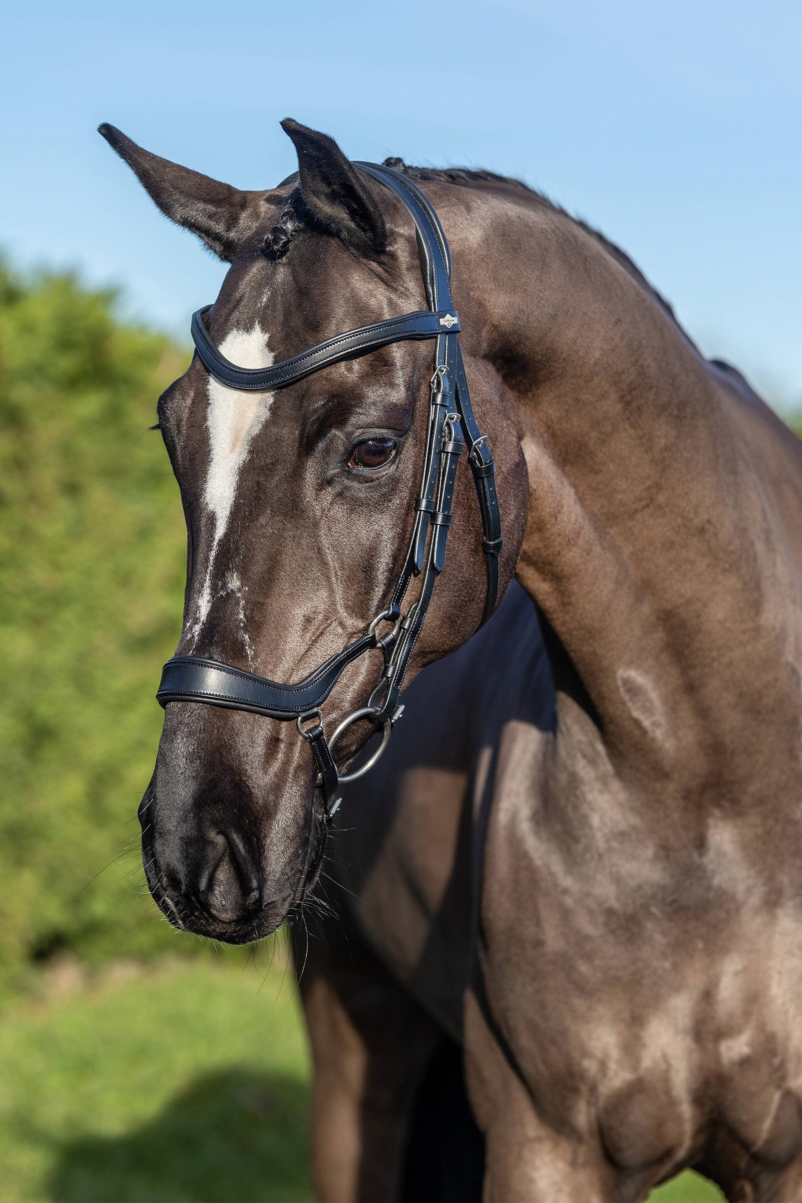 LeMieux Arika Drop Bridle Bridles & Reins