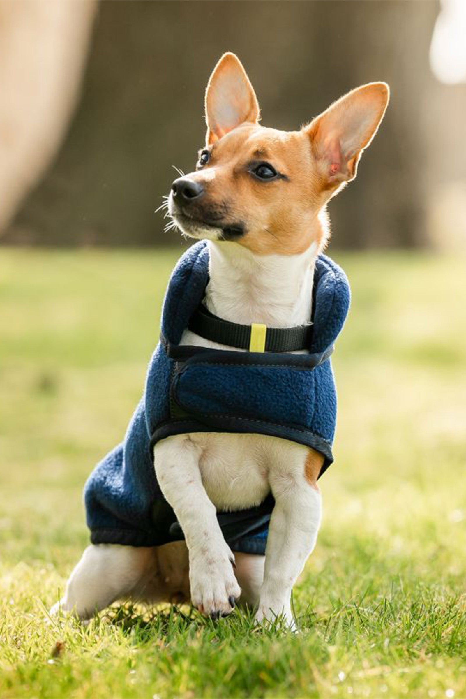 Horseware Signature Dog Fleece Dog Accesories