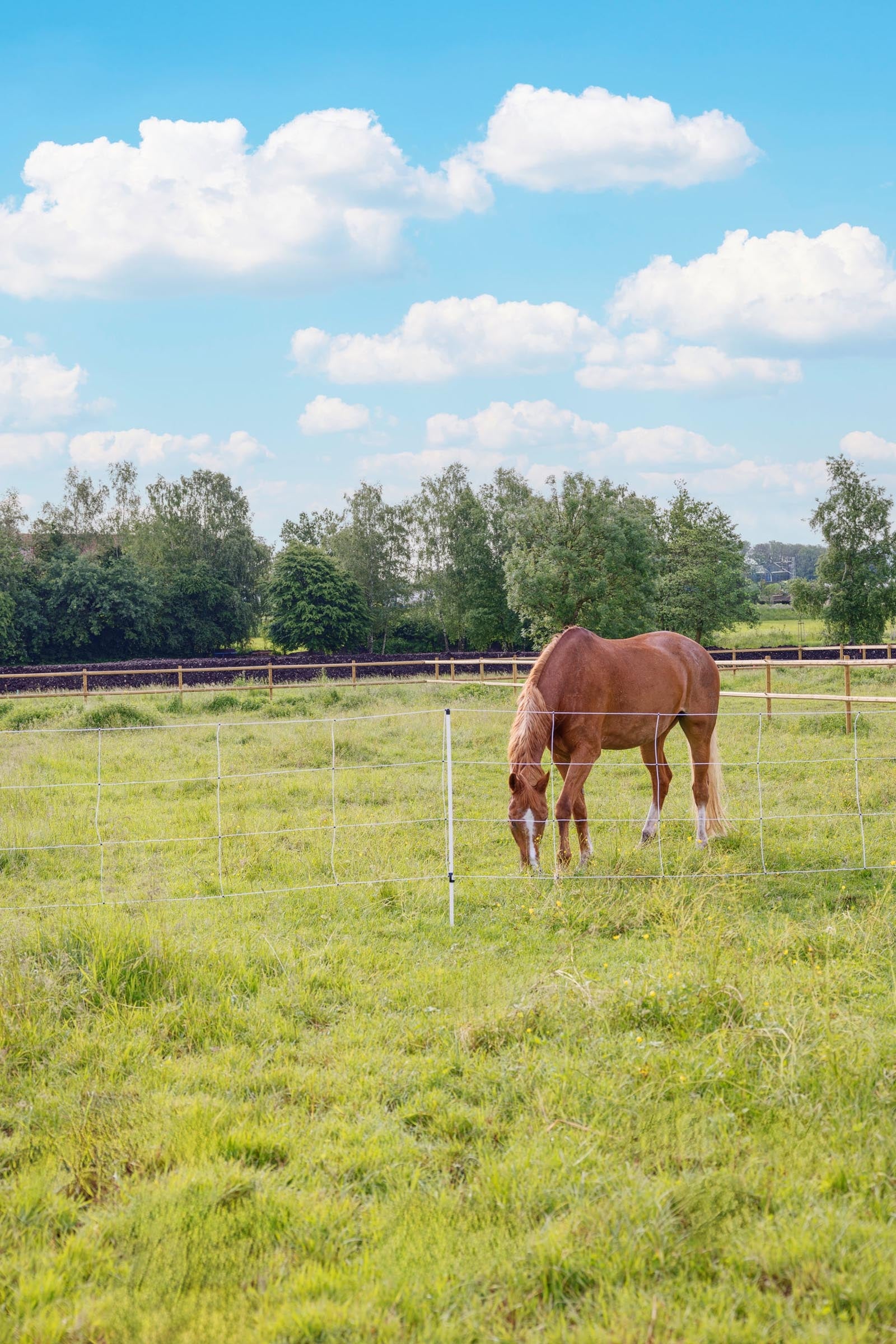 AKO Horse and Cattle Net, 30.5m x 120cm, Jumbo Posts Fencing Supplies