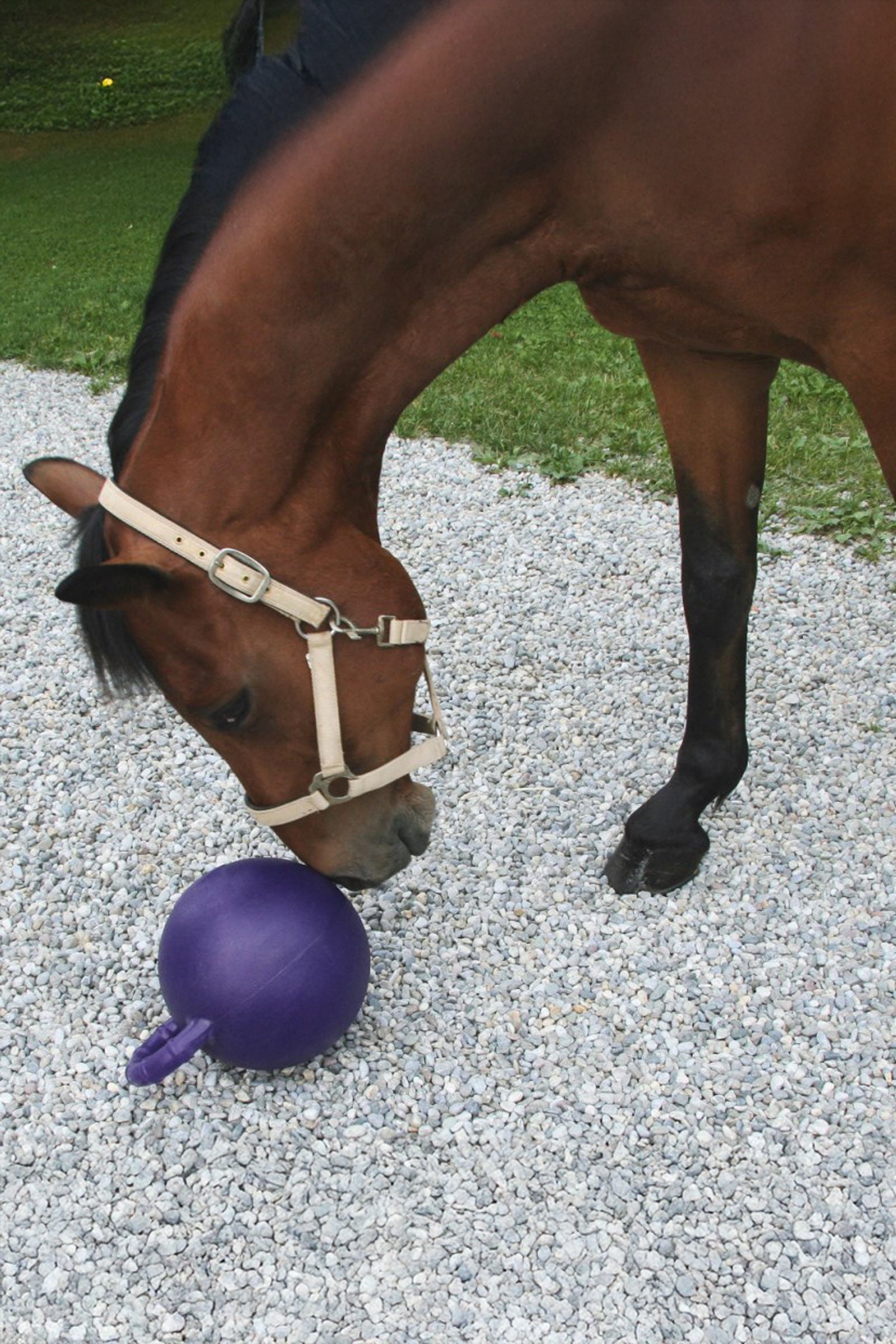 Kerbl Play ball for Horses, Apple flavour Horse Toys & Riding Arena Supplies