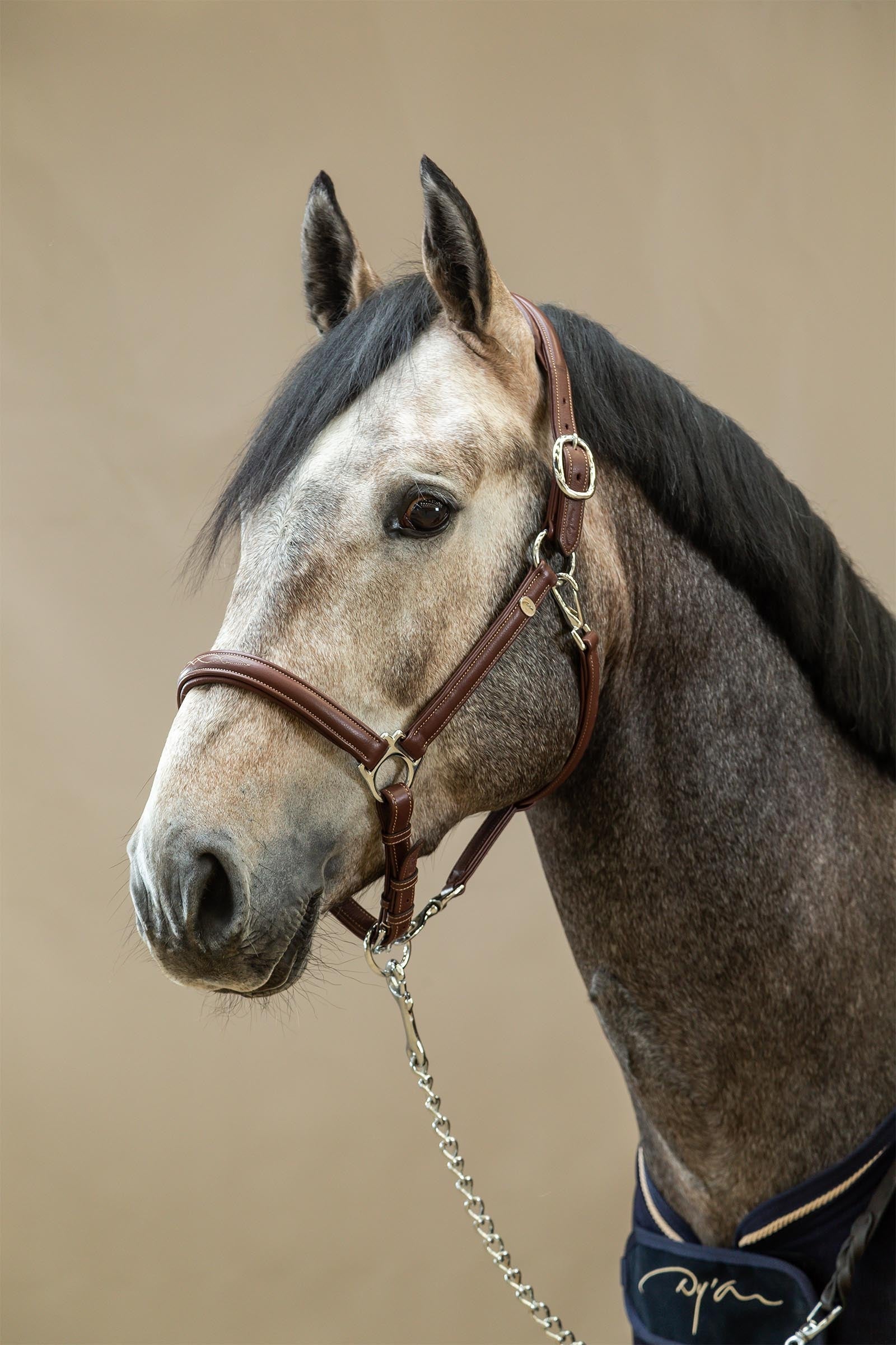 Dy'on Working Soft 2-in1 Transport Halter Halters & Leads