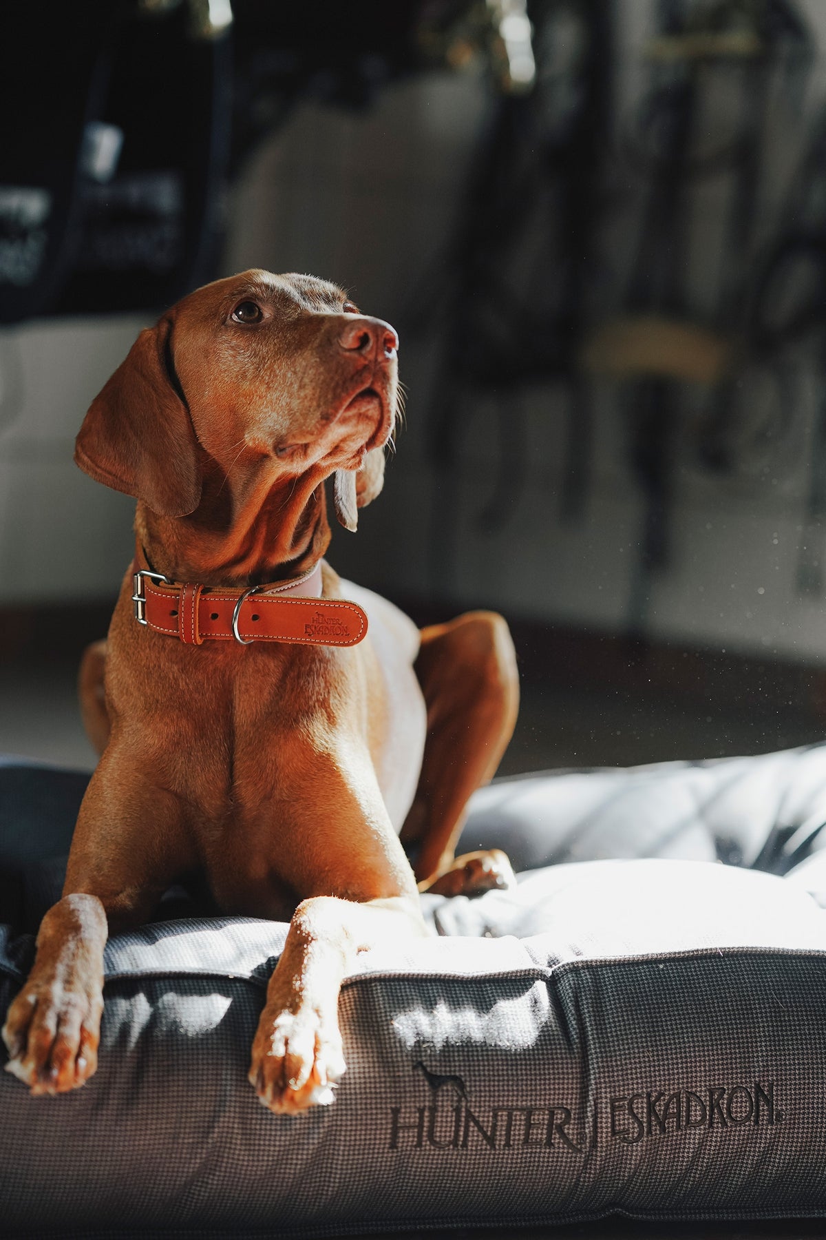Eskadron Hunter x ESKADRON CHESTER Dog Bed Dog Accesories