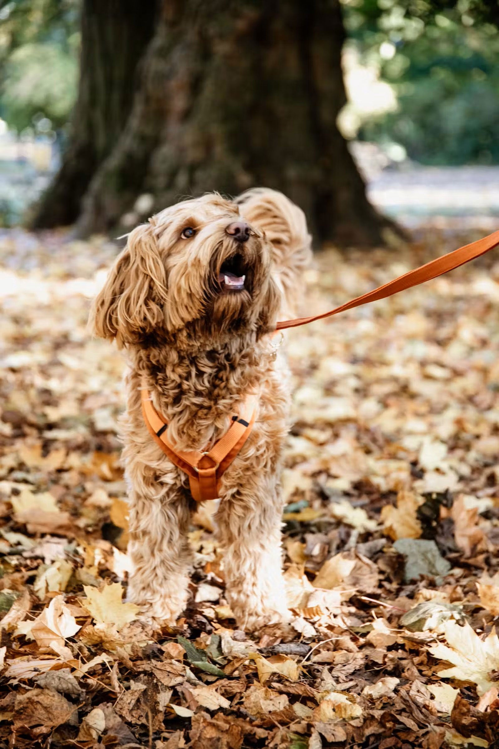 Kentucky Dogwear Active Velvet Dog Harness Dog Accesories