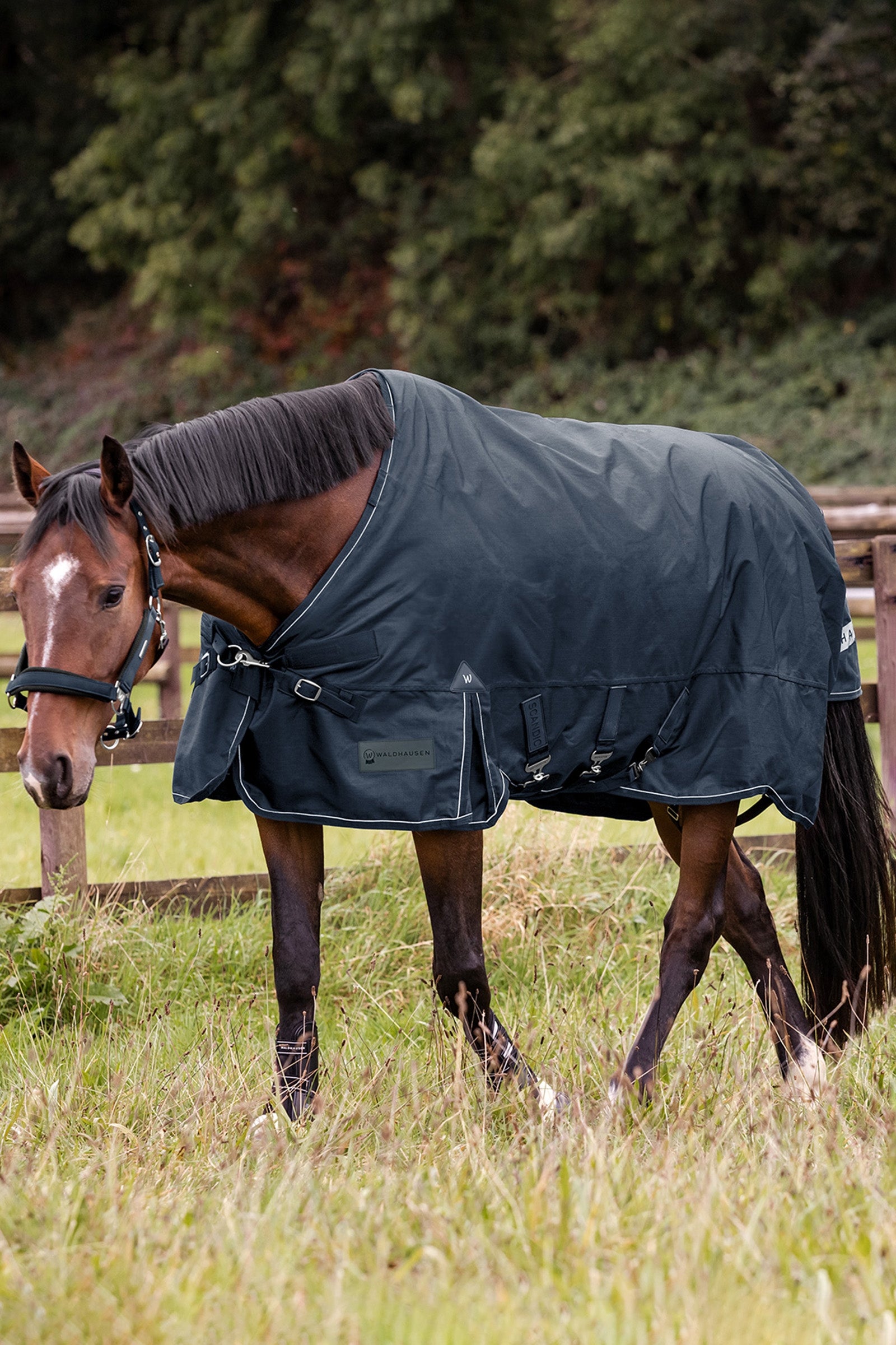 Waldhausen Outdoor Rug Scandic 50g Horse Rugs