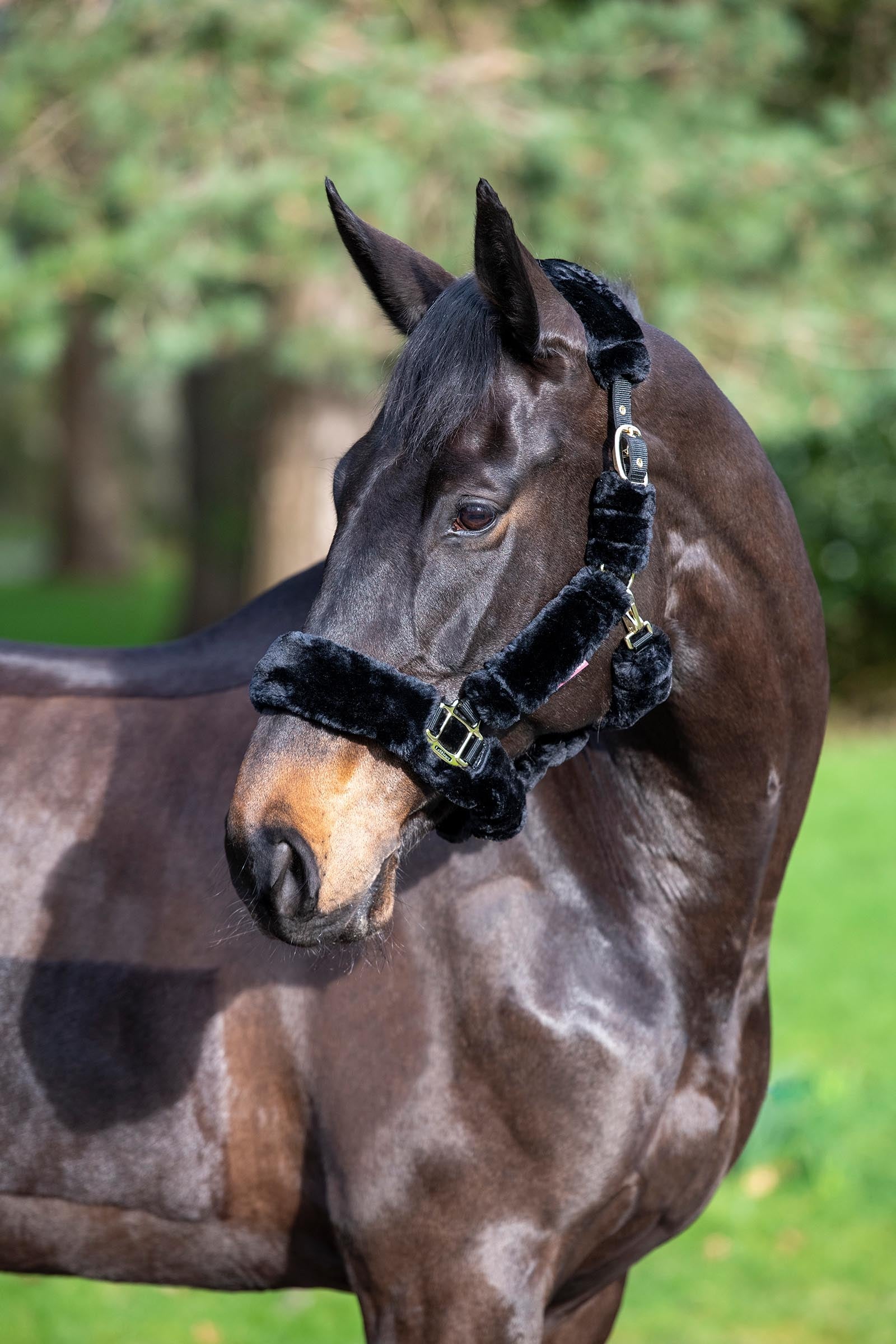 LeMieux Comfort Head Collars Halters & Leads