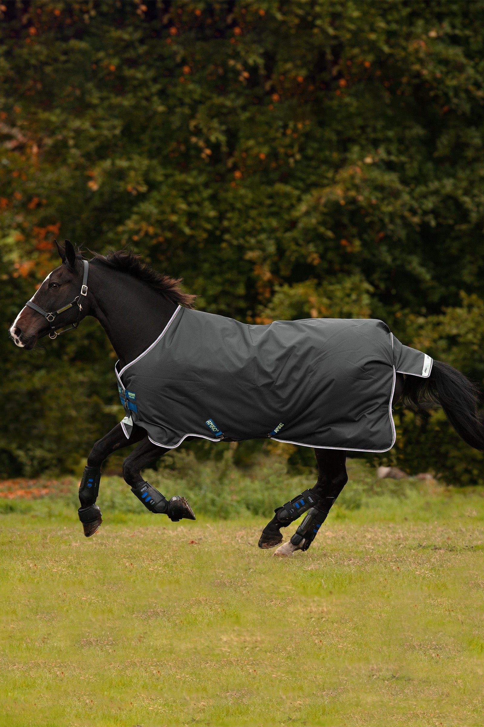 Horseware Amigo Bravo 12 Turnout Rug, 100g Horse Rugs