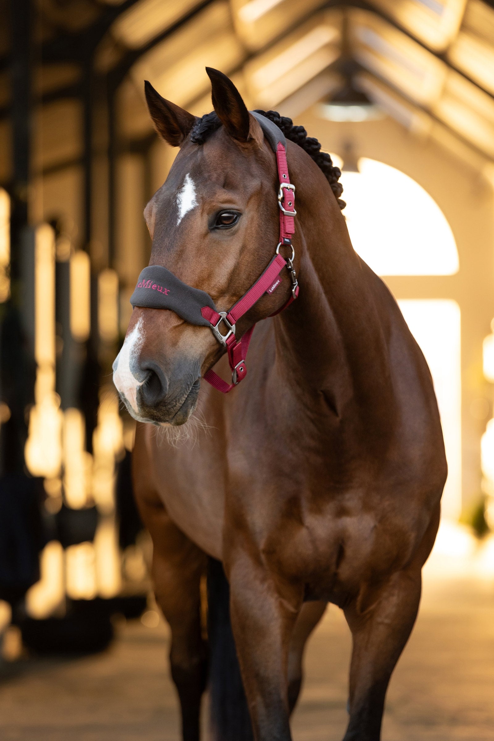 LeMieux Vogue Headcollar & Lead Rope Set Halters & Leads