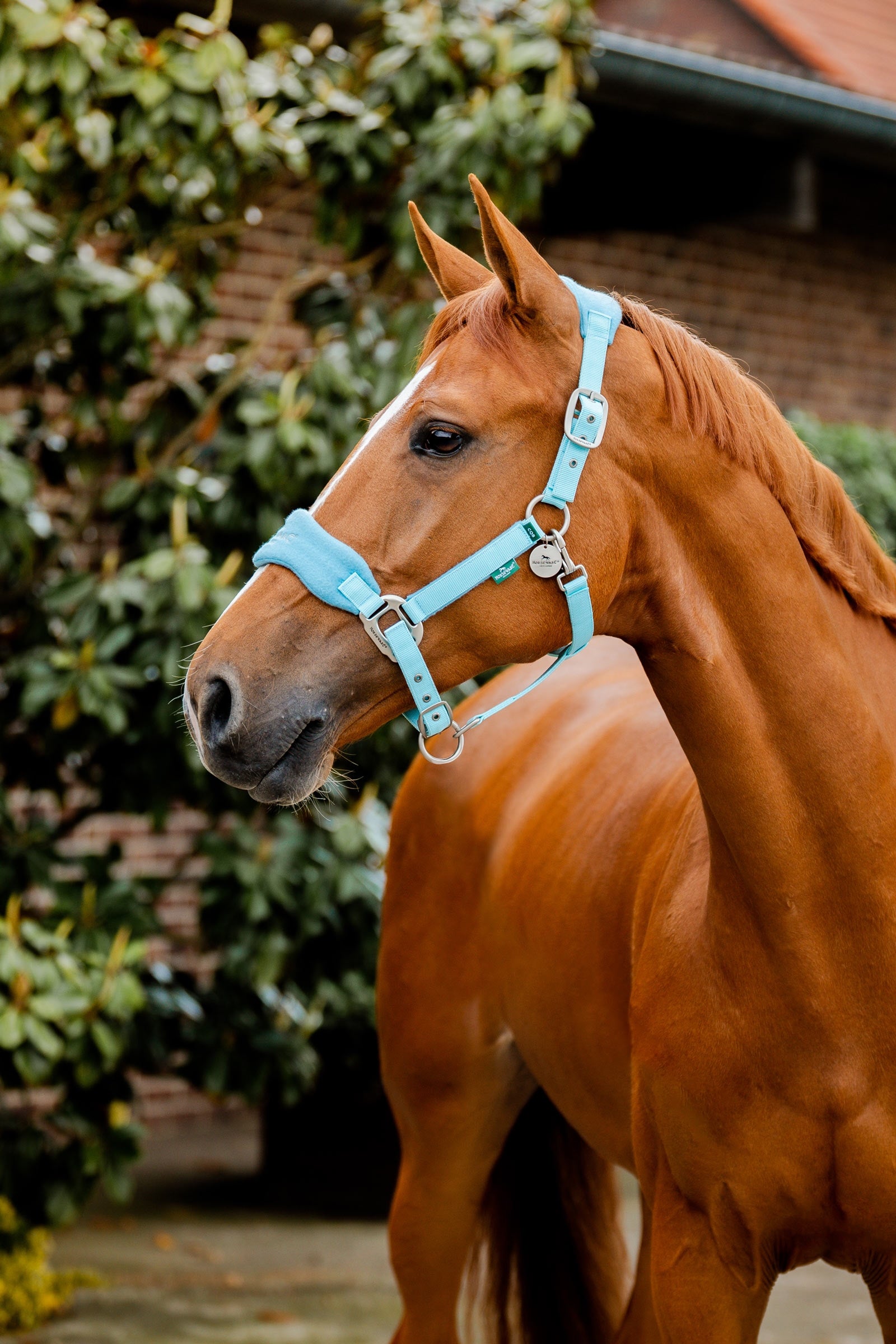 Horseware Signature Verzorgingshalster Halsters & Halstertouwen