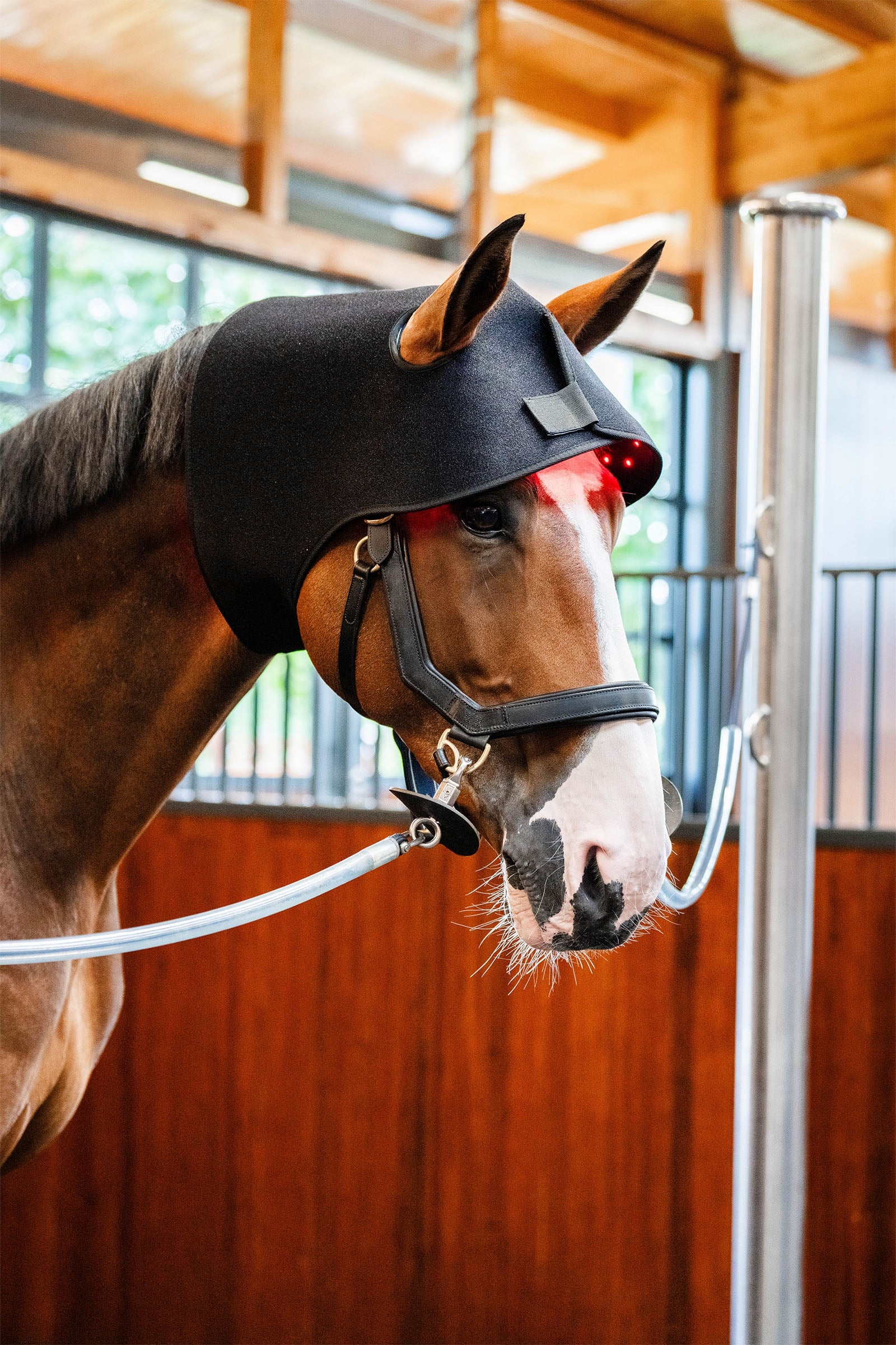 Horseware LED Red Light Therapy Poll Cap Horse Rugs