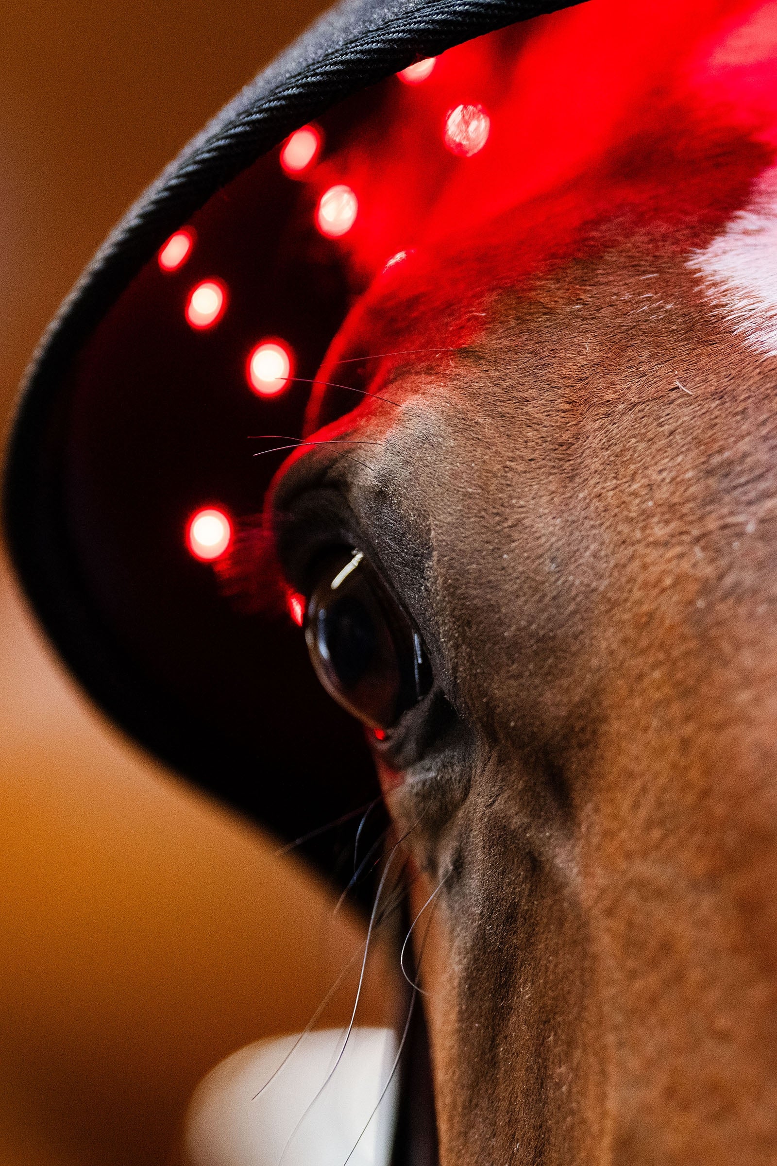 Horseware LED Red Light Therapy Poll Cap Horse Rugs