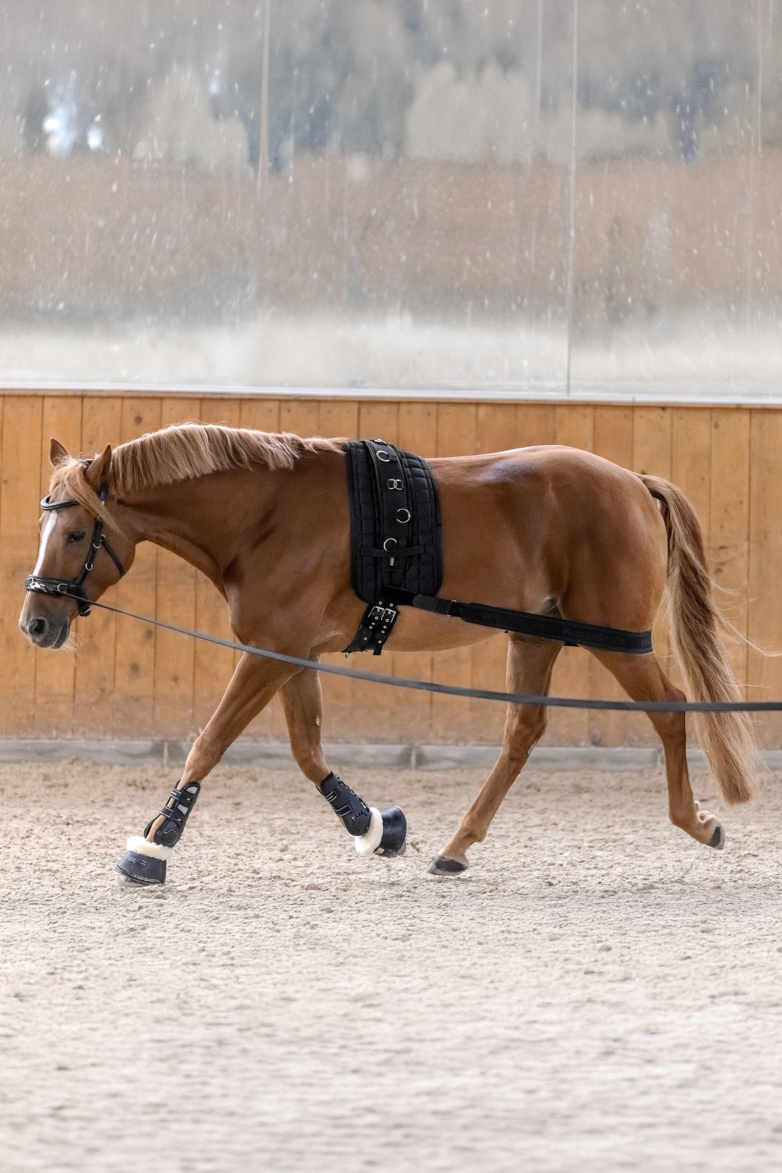 Waldhausen bodybandage voor activering van de achterhand Leg Protection & Hoof Protection for Horses