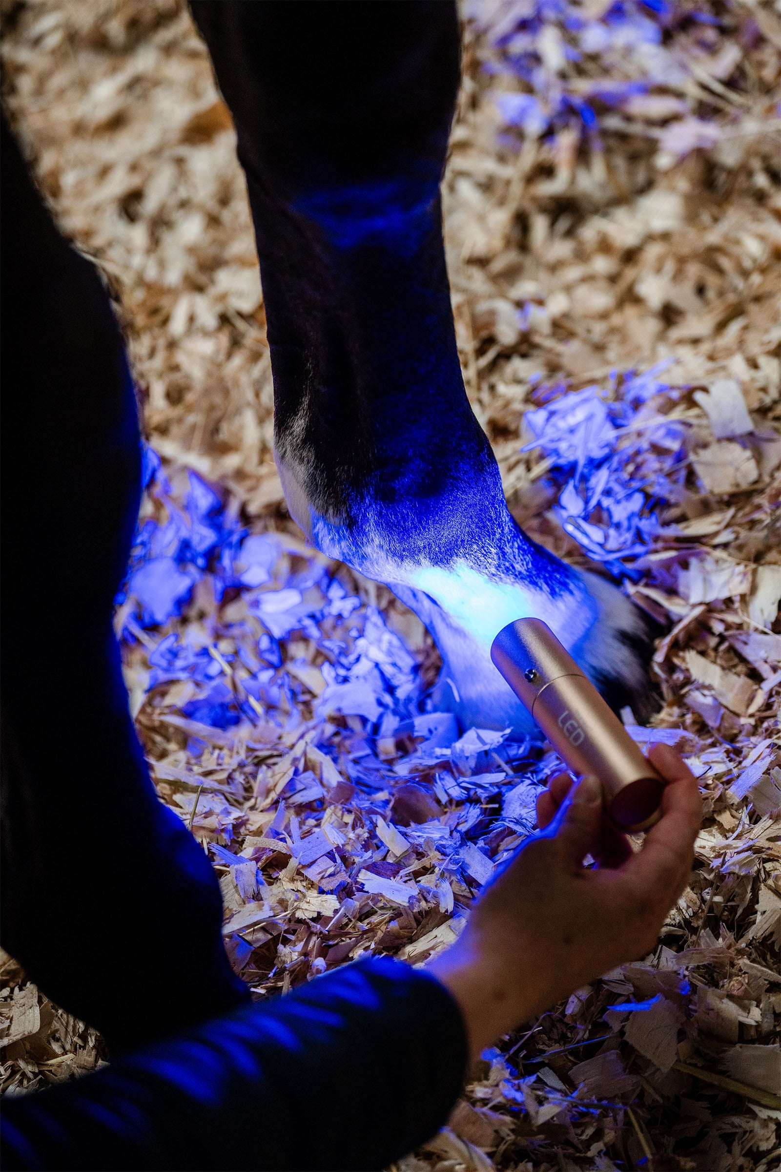 Horseware LED Red Light Therapy Wand Horse Rugs