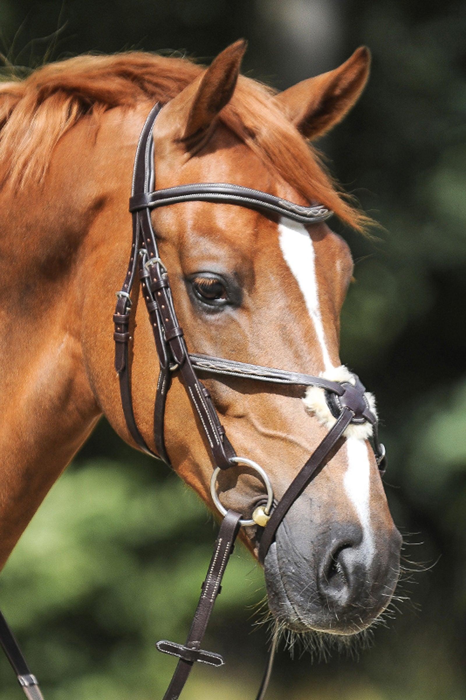 Kavalkade Diandro Grackle Bridle Bridles & Reins