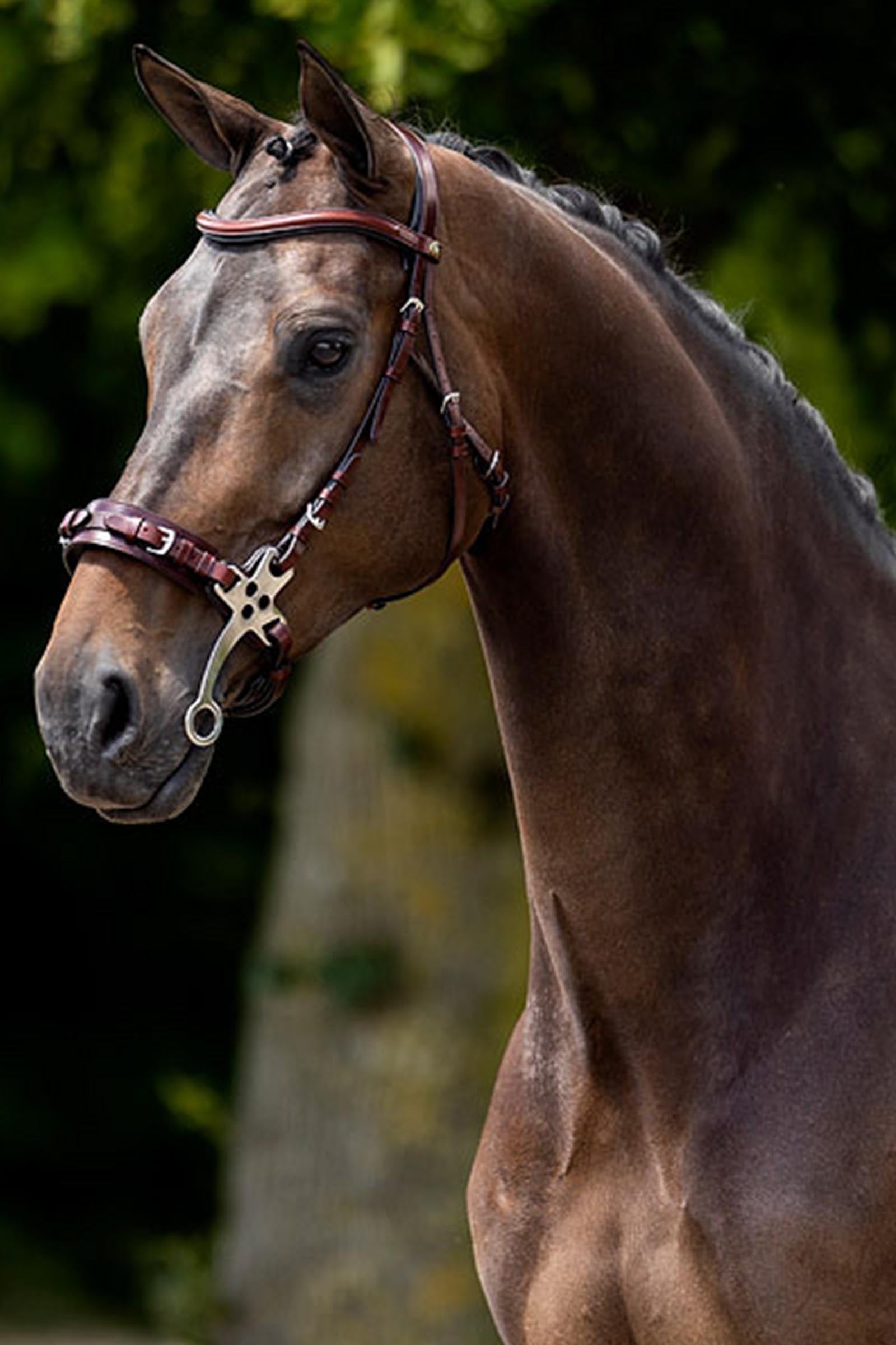 BR Lydney Anatomical Hackamore Horse Bits