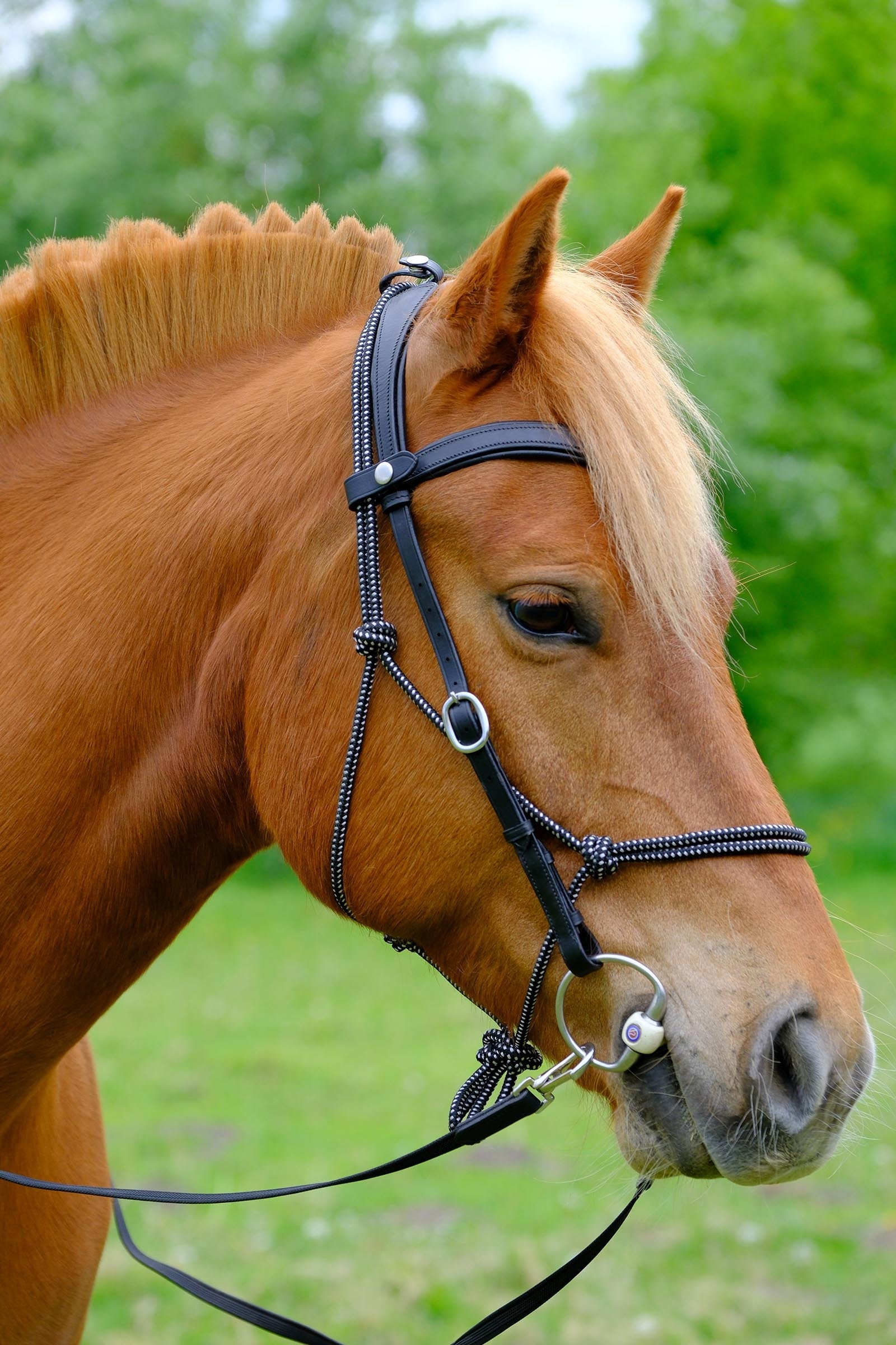 F.R.A. Freedom Riding Articles Campari Combined Bridle, Without Bit Bridles & Reins