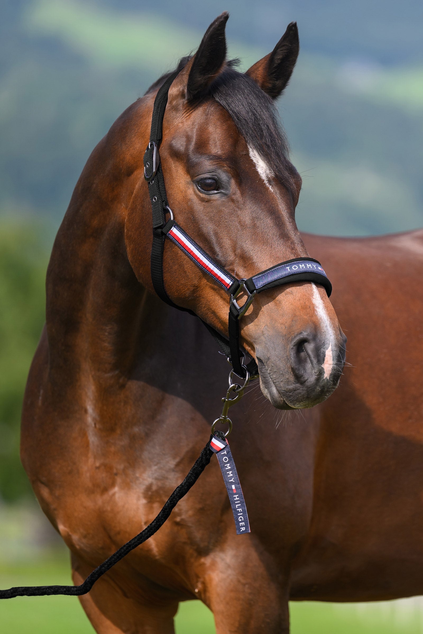 Tommy Hilfiger Equestrian Yale Set Halter and Rope Halters & Leads
