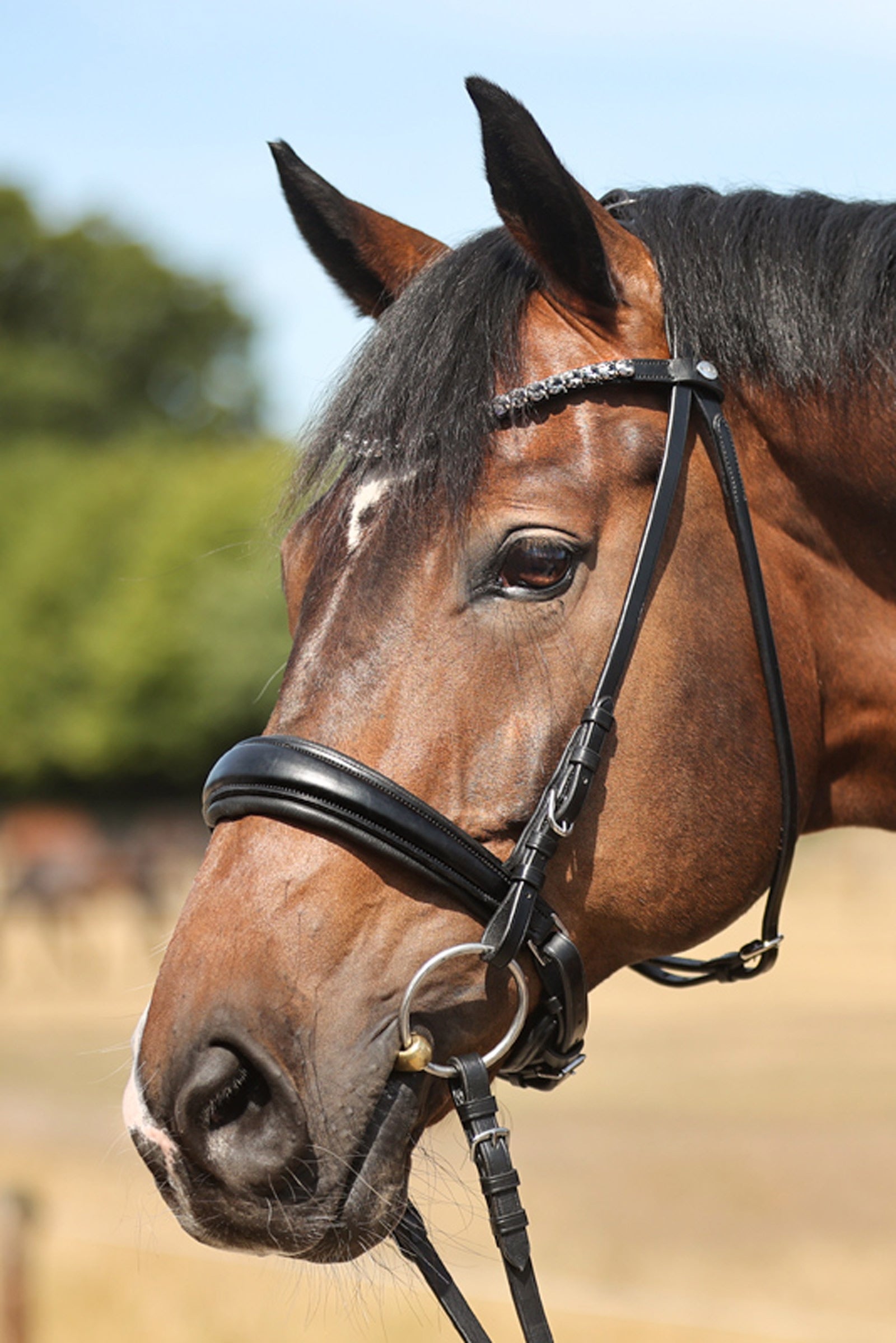 Kavalkade Ayana KavalSH4 Bridle Hoofdstellen & Teugels