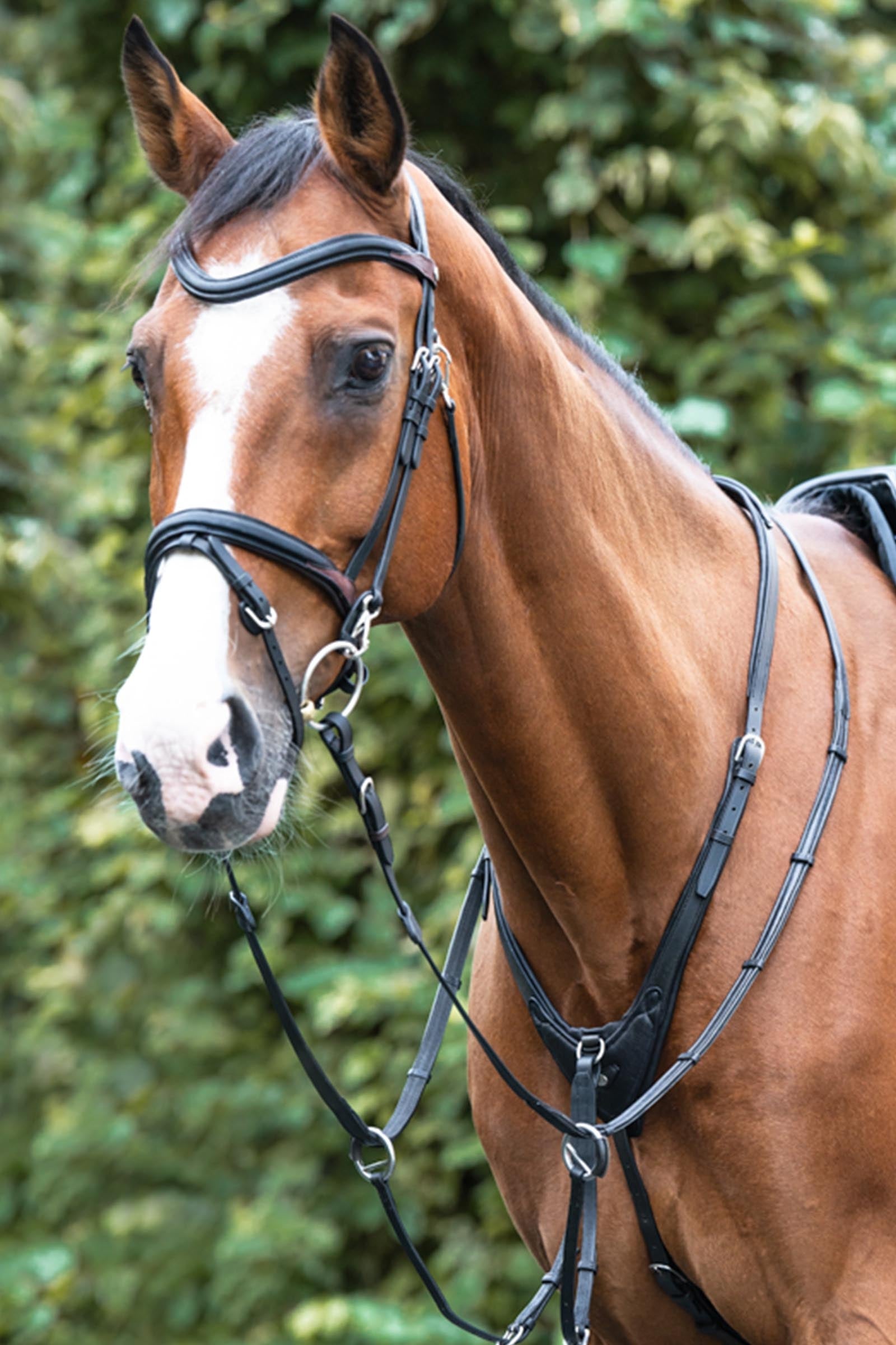 Kavalkade Azriel Martingale, Softly Padded Bridles & Reins