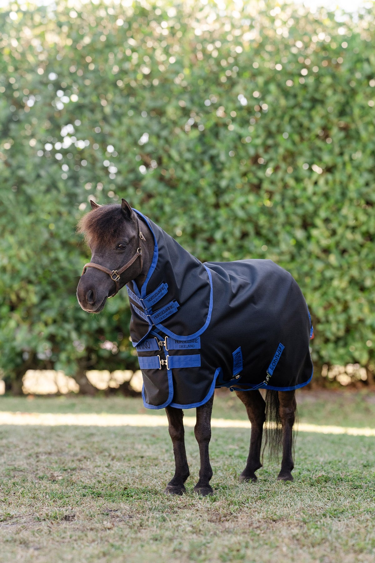 Horseware Amigo Ripstop 900D Plus Petite couverture d’extérieur avec couvre-cou amovible, 0 g Couvertures cheval