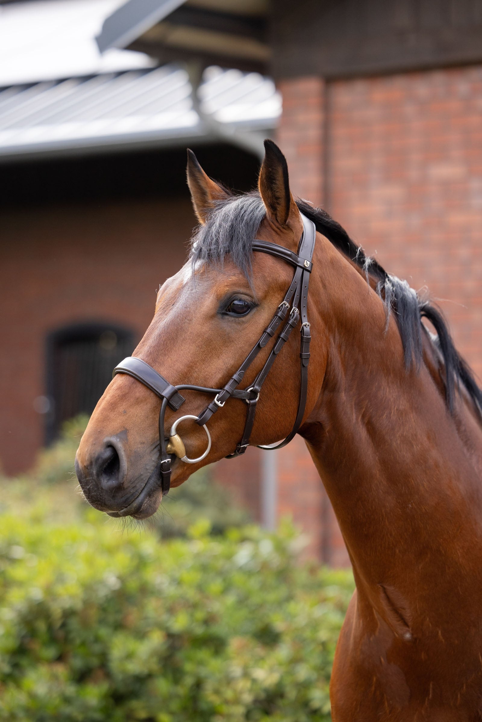 Horze Chio Bridle Bridles & Reins