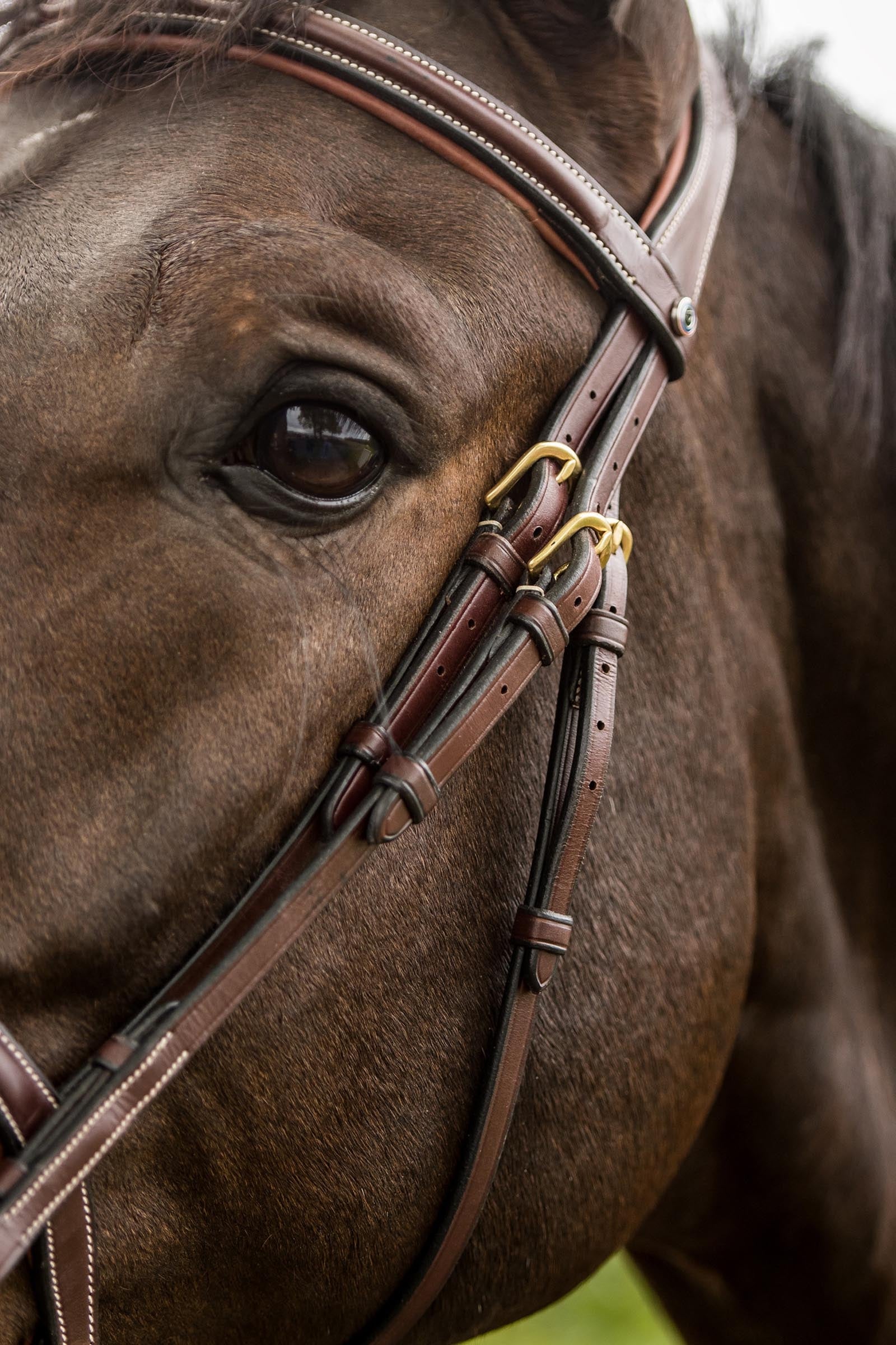 Trust Equestrian Calgary Combined Noseband Bridle Bridles & Reins
