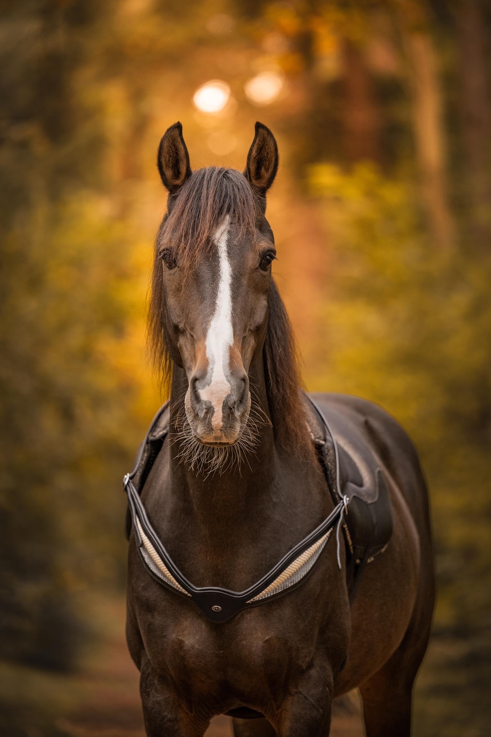 F.R.A. Freedom Riding Articles Whisper Leather Riding Balance Reins Bridles & Reins