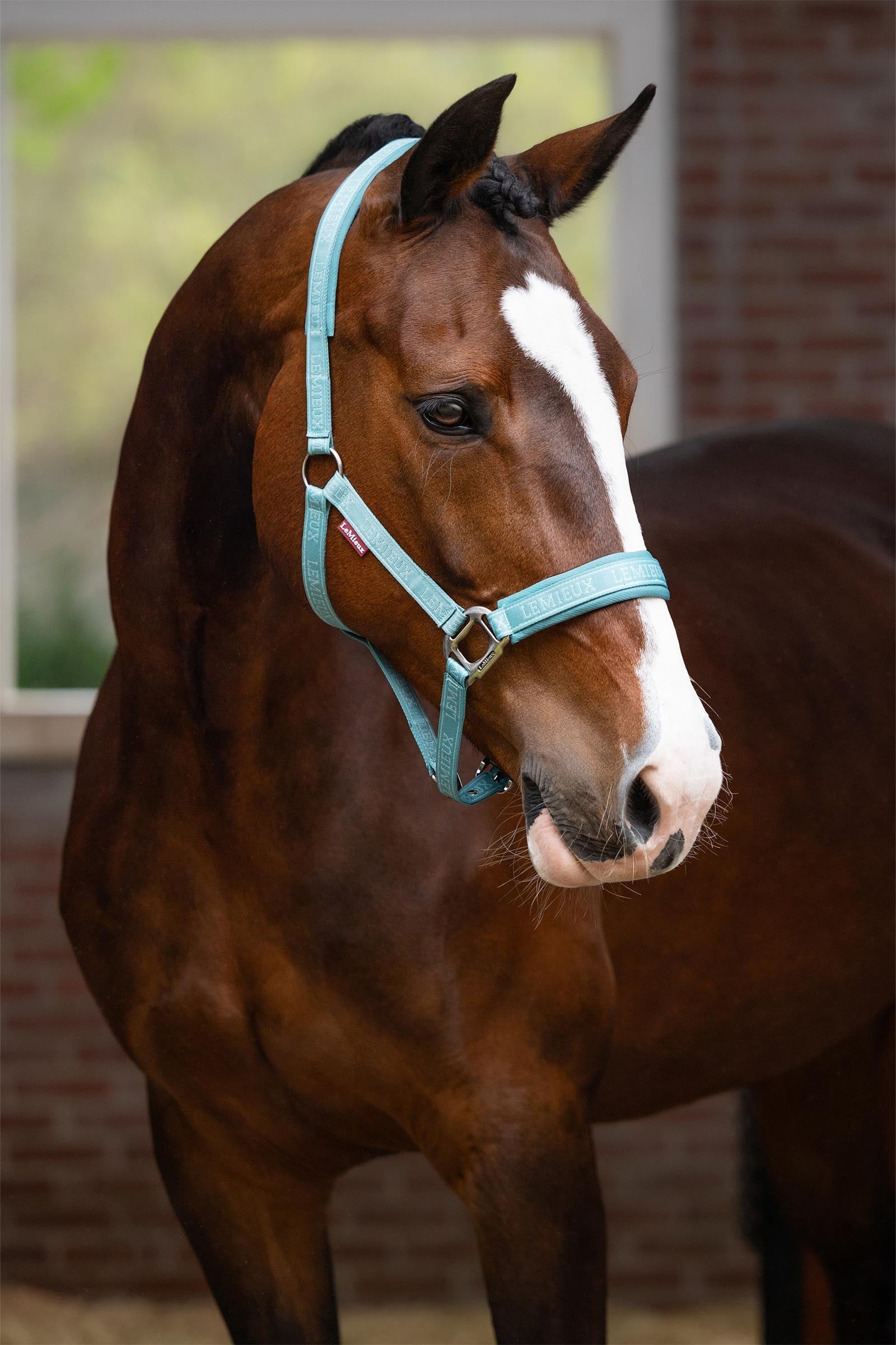 LeMieux Logo Headcollar Halters & Leads