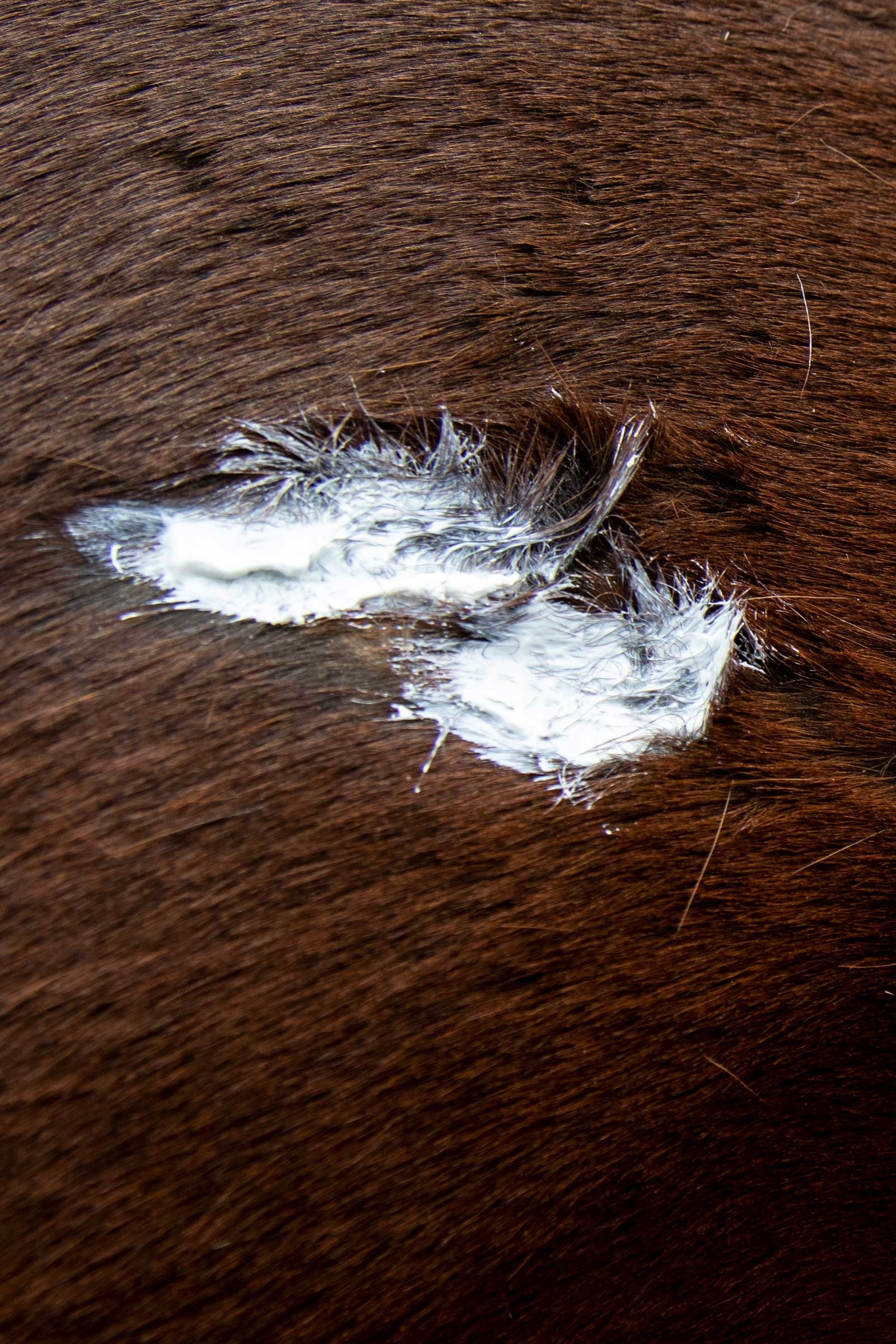 Leovet Silver Salve Horse Health Care