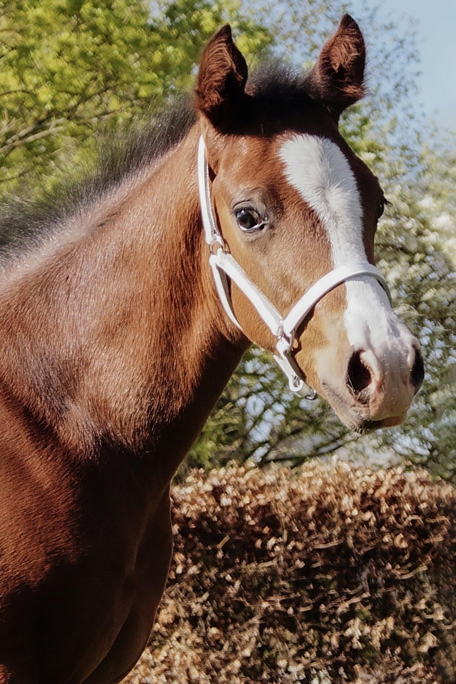 Star Foal Leather Show Halter Halters & Leads