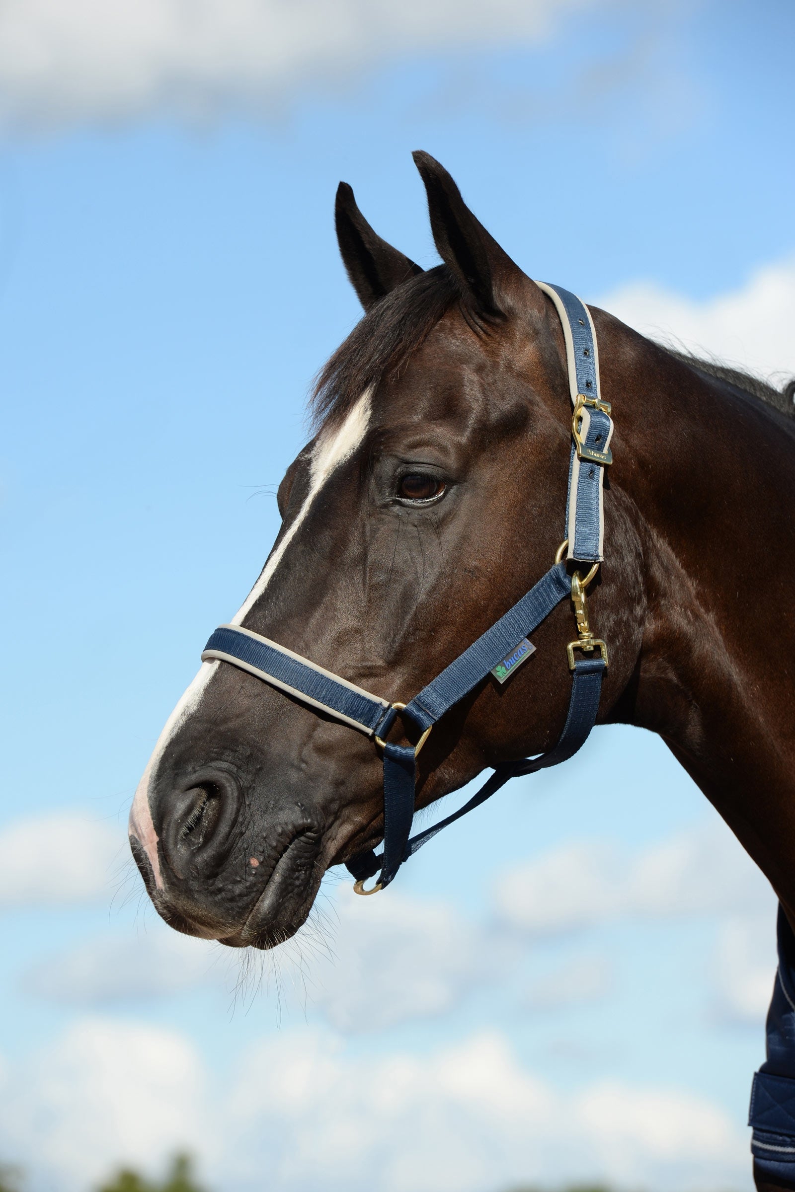 Bucas Dublin, Luxe Onderlegde Halster Halsters & Halstertouwen