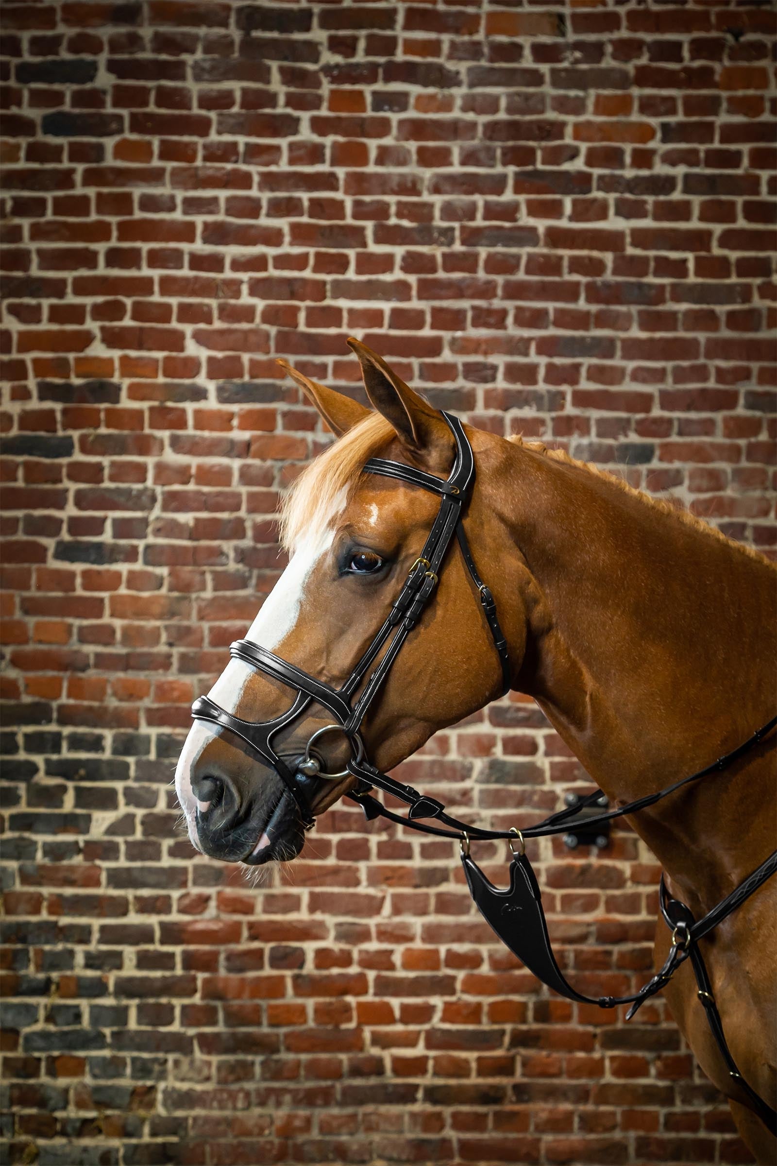 Dy'on D Collection Double Noseband Bridle Bridles & Reins
