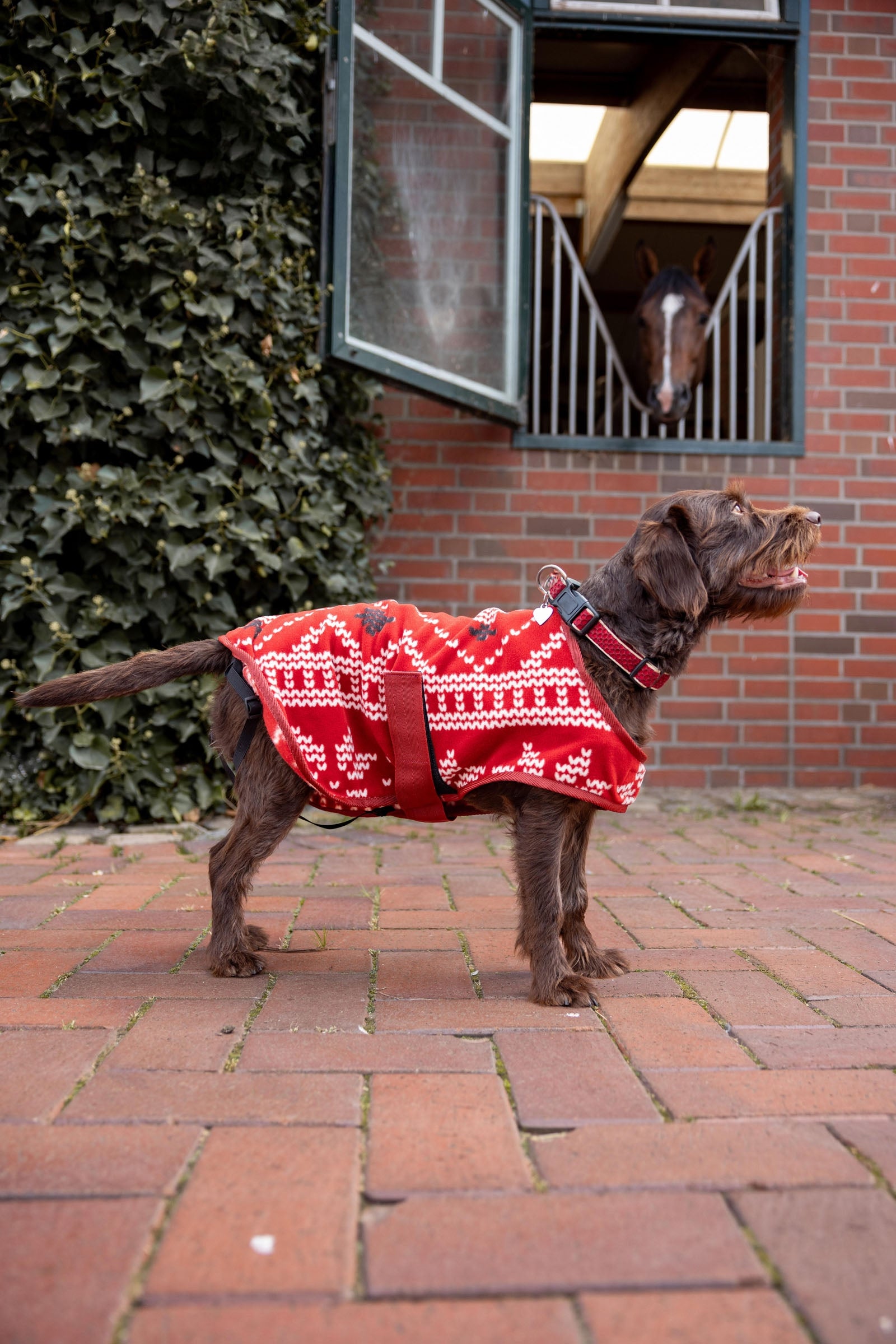 Horze Christmas dog sweater Dog Accesories
