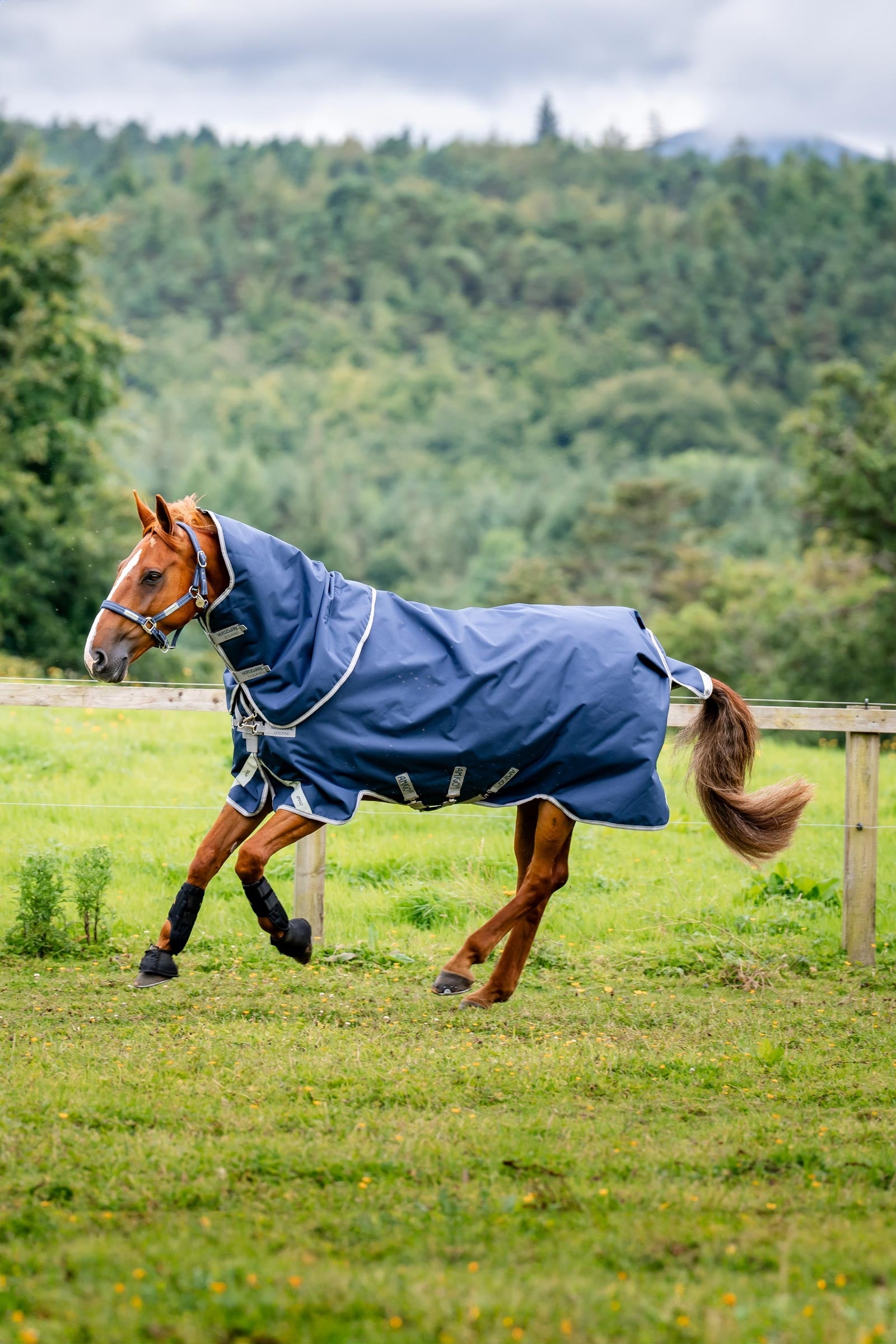 Horseware Amigo Bravo 12 Plus outdoordeken met afneembare hals, 400g Paardendekens
