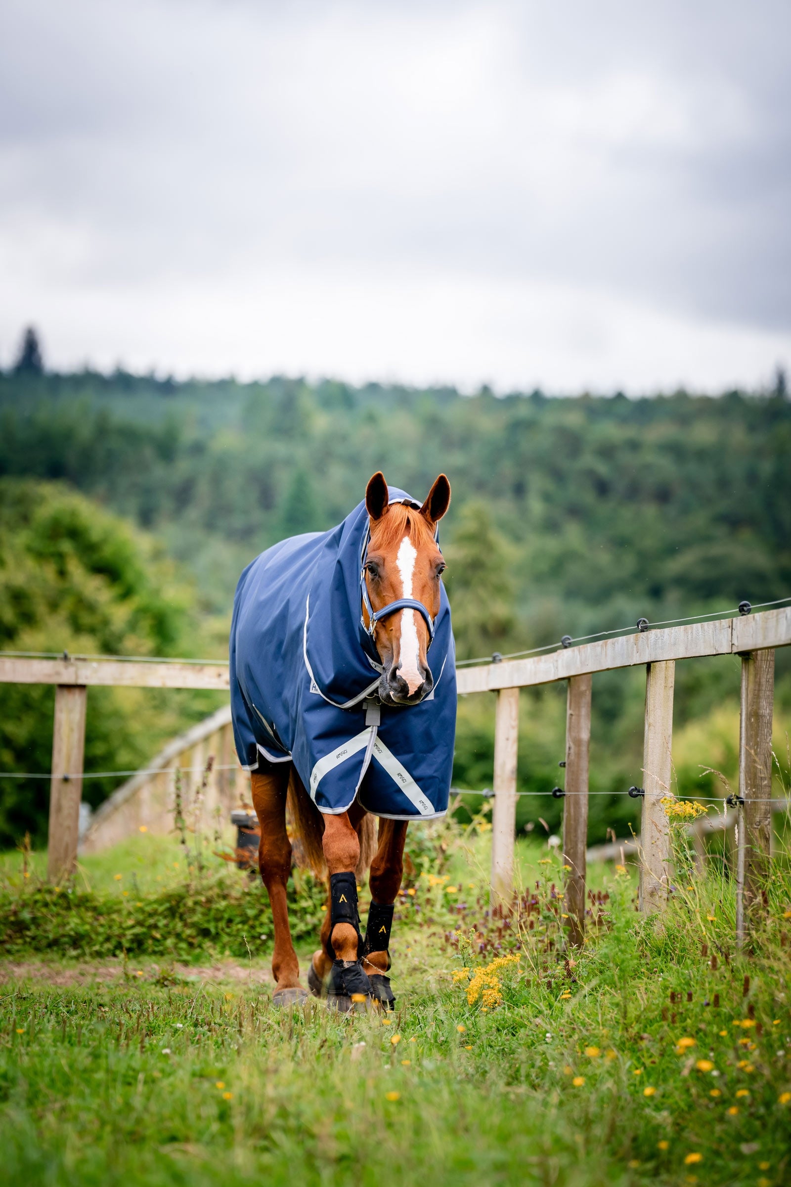 Horseware Amigo Bravo 12 Plus Turnout Rug With Detachable Neck, 400g Horse Rugs