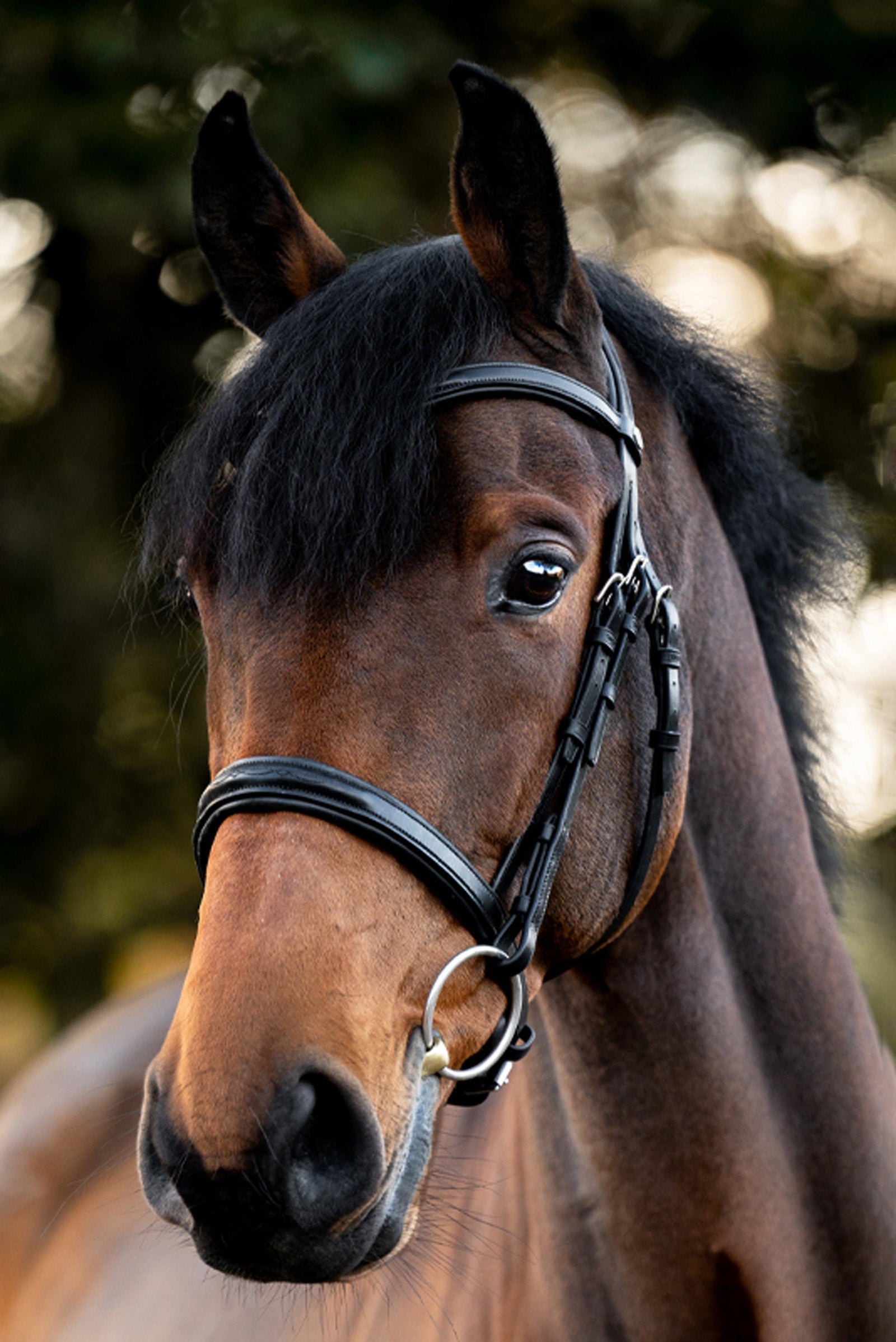 Kavalkade Robin English Bridle Bridles & Reins