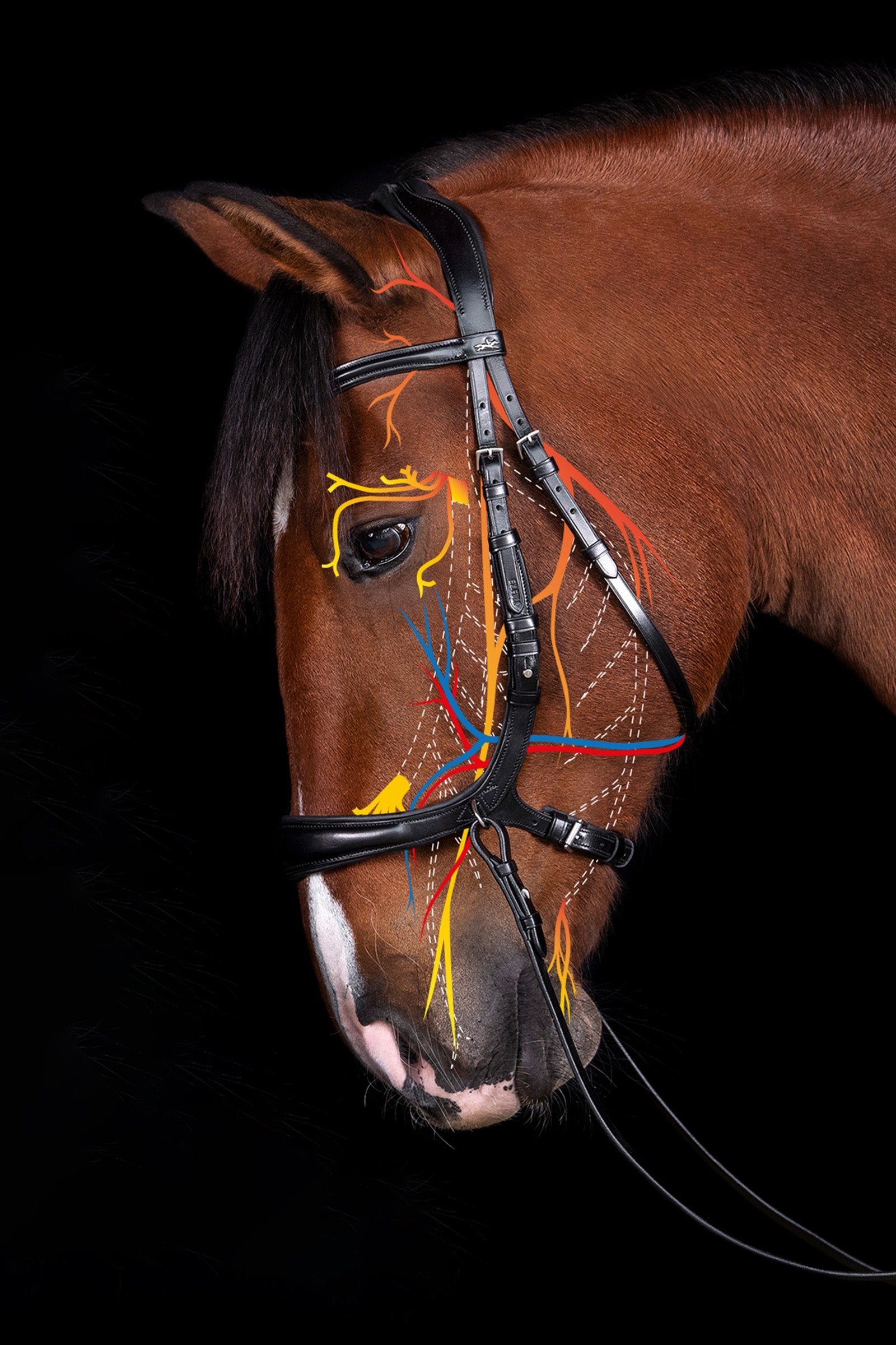 Schockemöhle Sports Equitus Theta 3in1 Bridle Bridles & Reins
