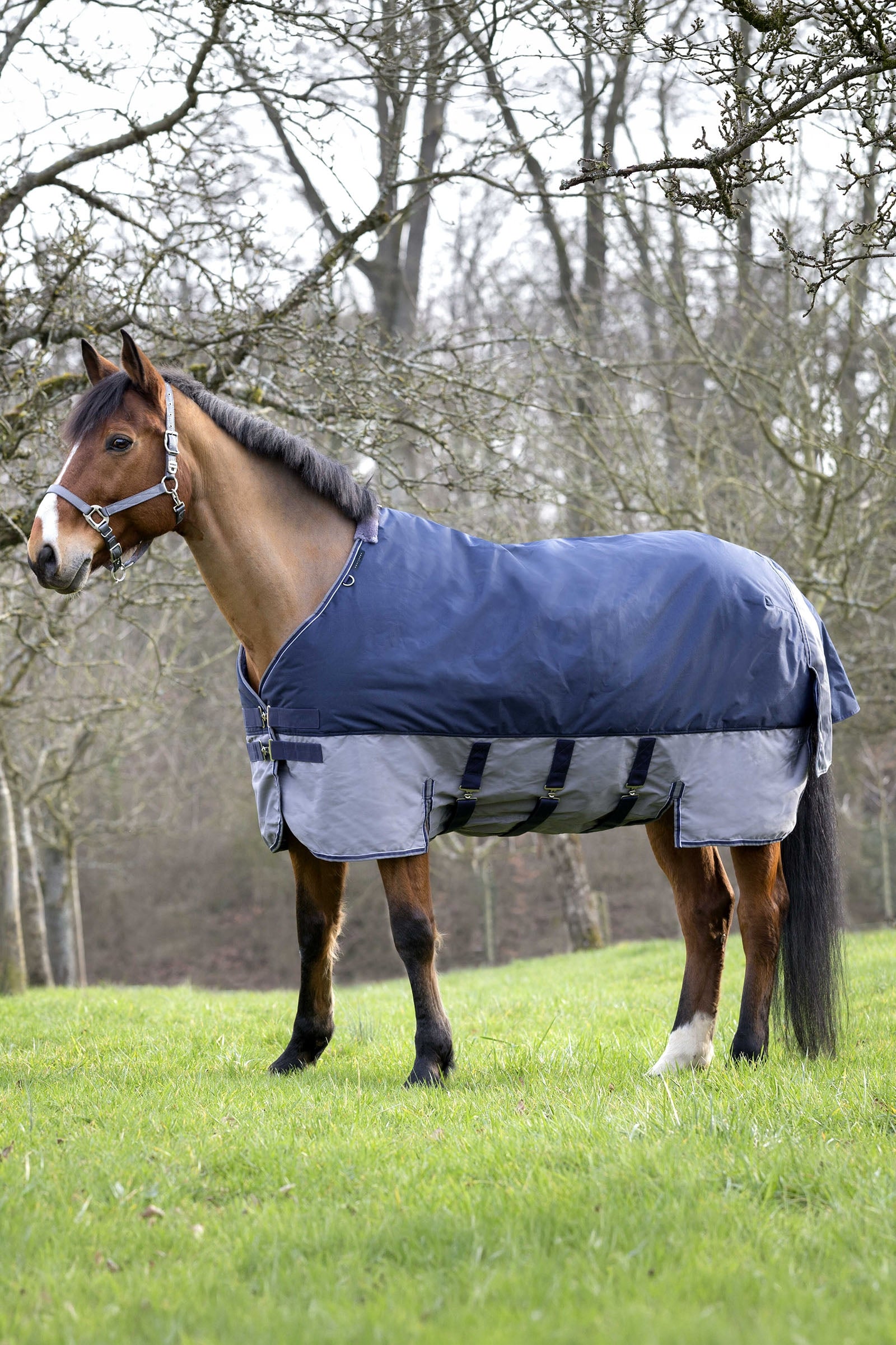 Equi Theme EQUITHÈME TYREX 600D Turnout Rug, 450 g Horse Rugs